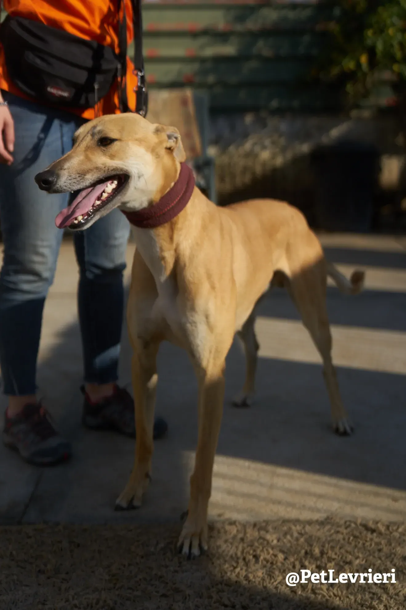 Solomon adozione levrieri galgo 18