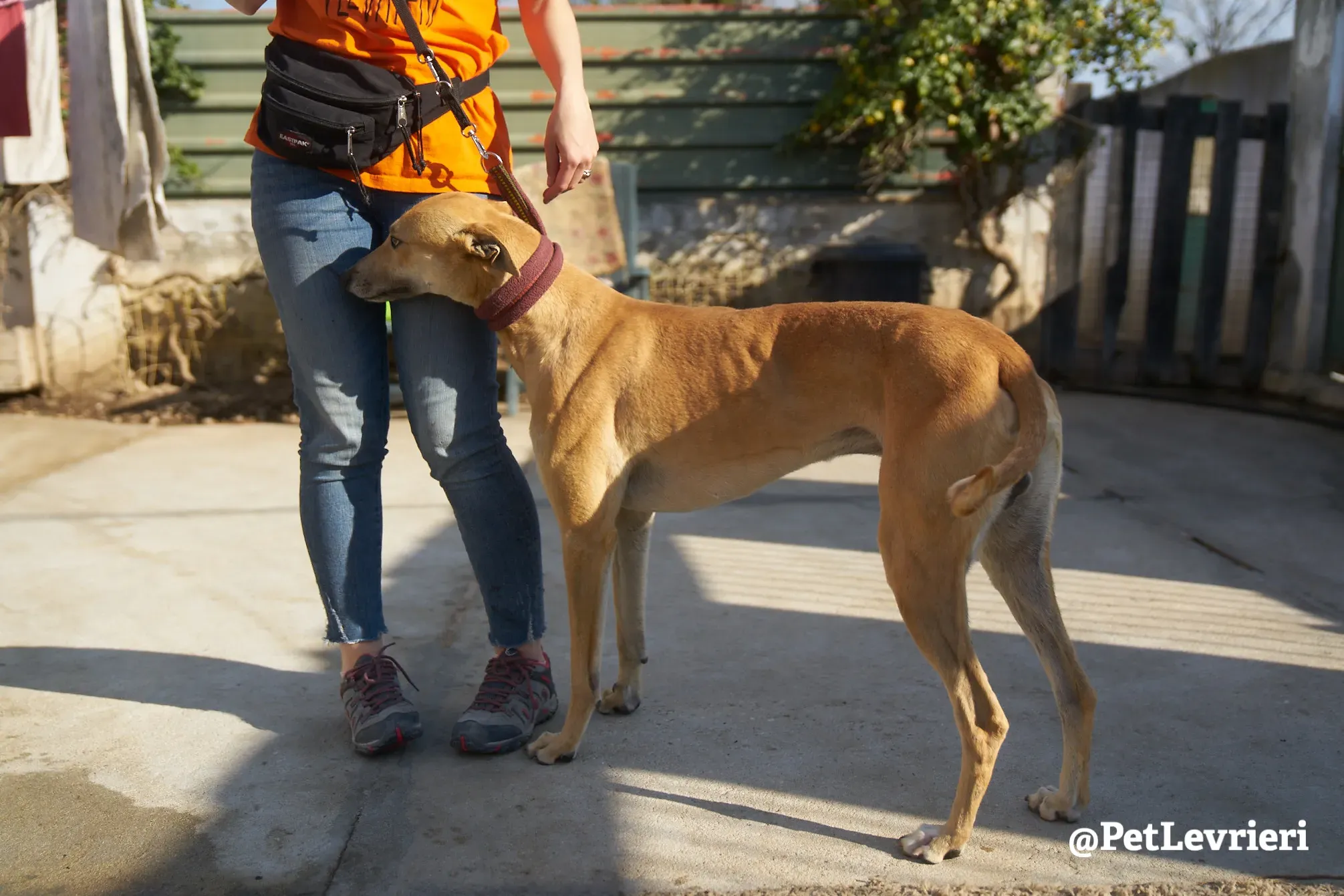 Solomon adozione levrieri galgo 19