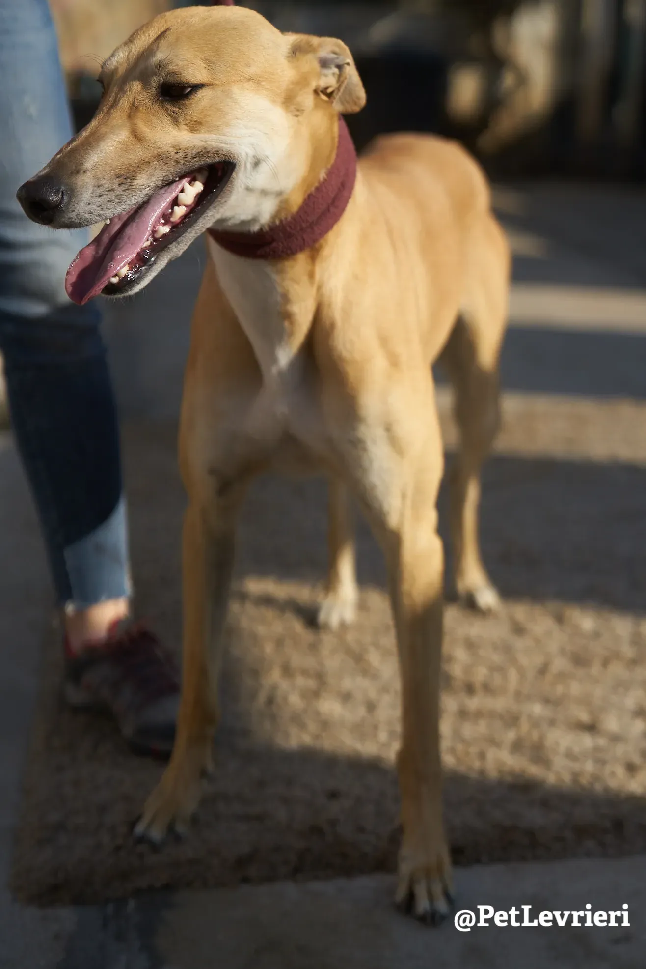 Solomon adozione levrieri galgo 21