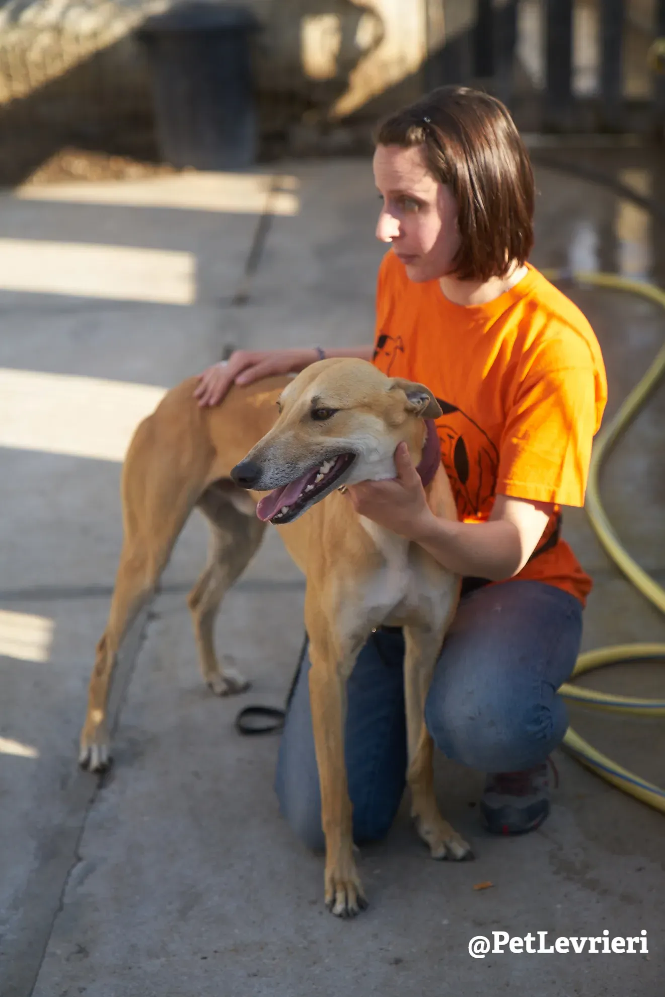 Solomon adozione levrieri galgo 22