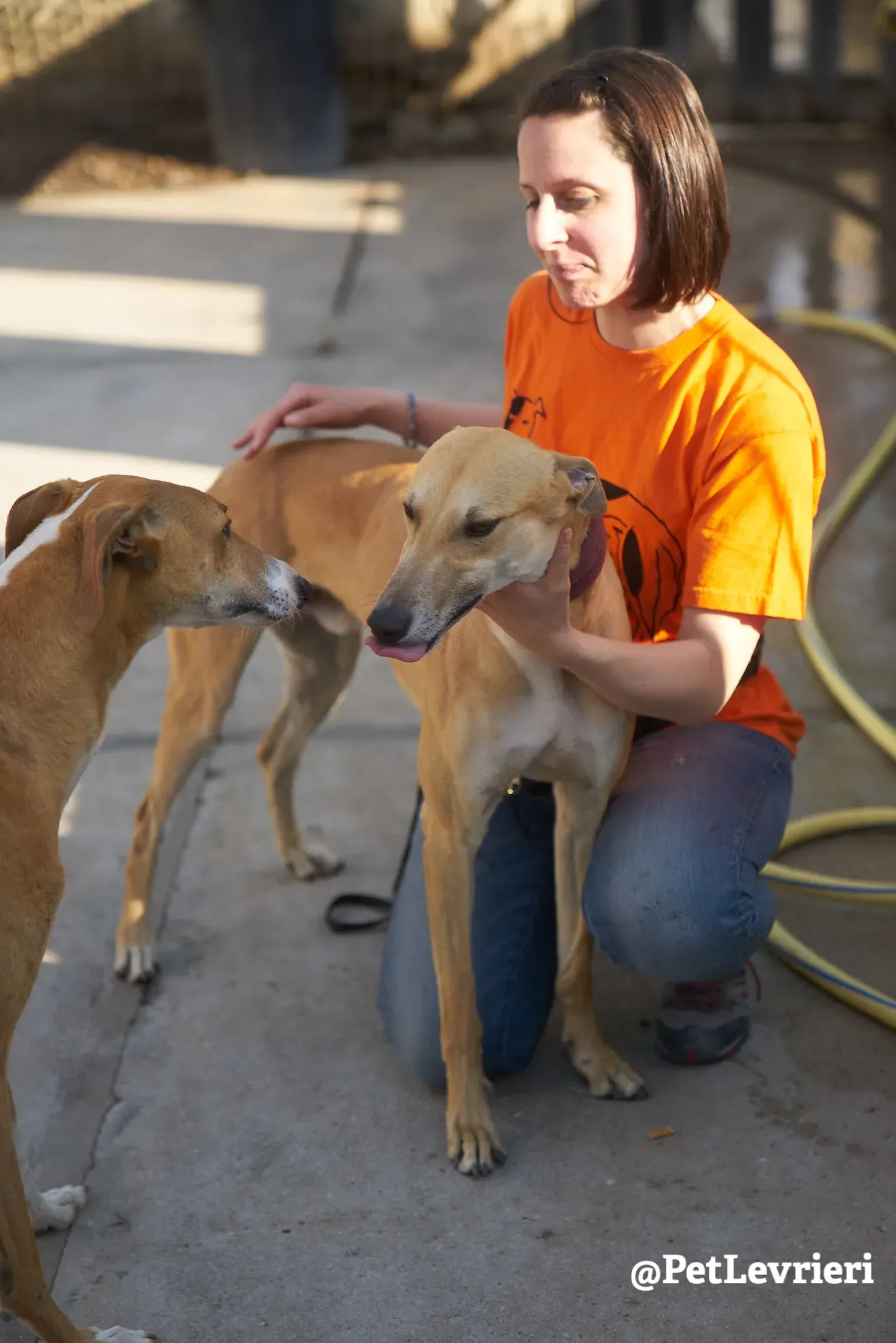 Solomon adozione levrieri galgo 23
