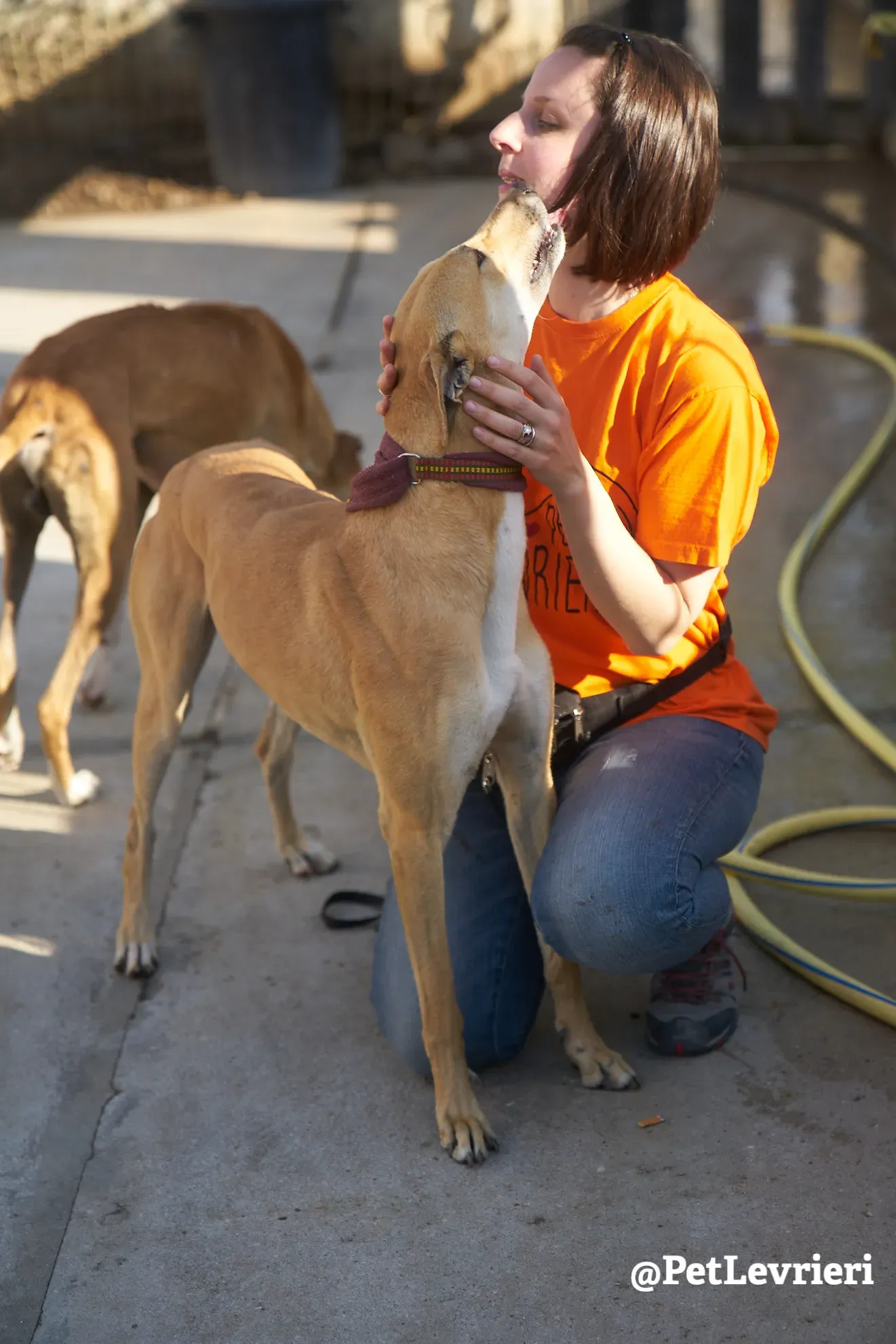 Solomon adozione levrieri galgo 24