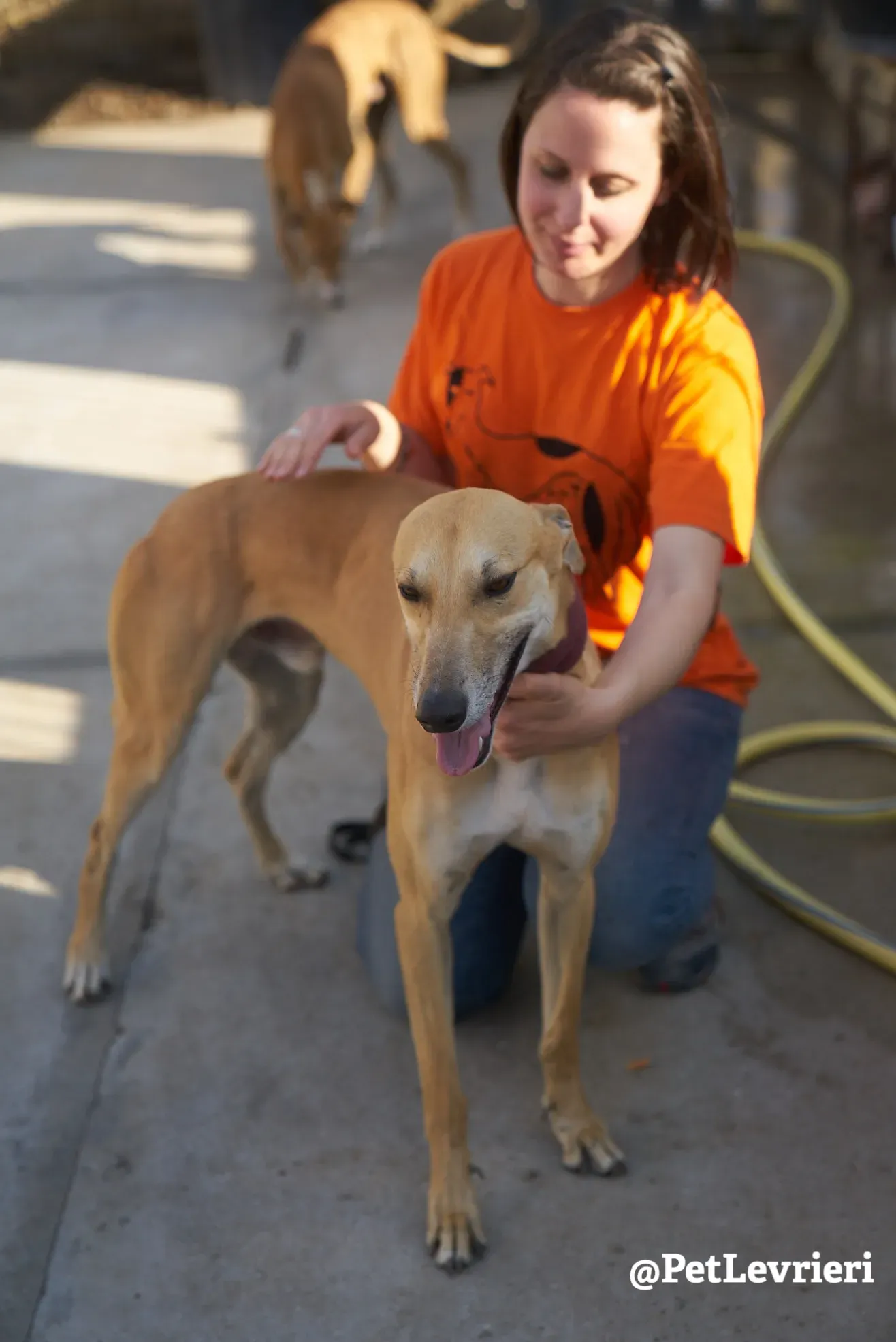 Solomon adozione levrieri galgo 25