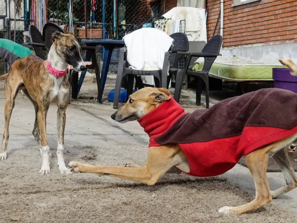 Solomon adozione levrieri galgo 26