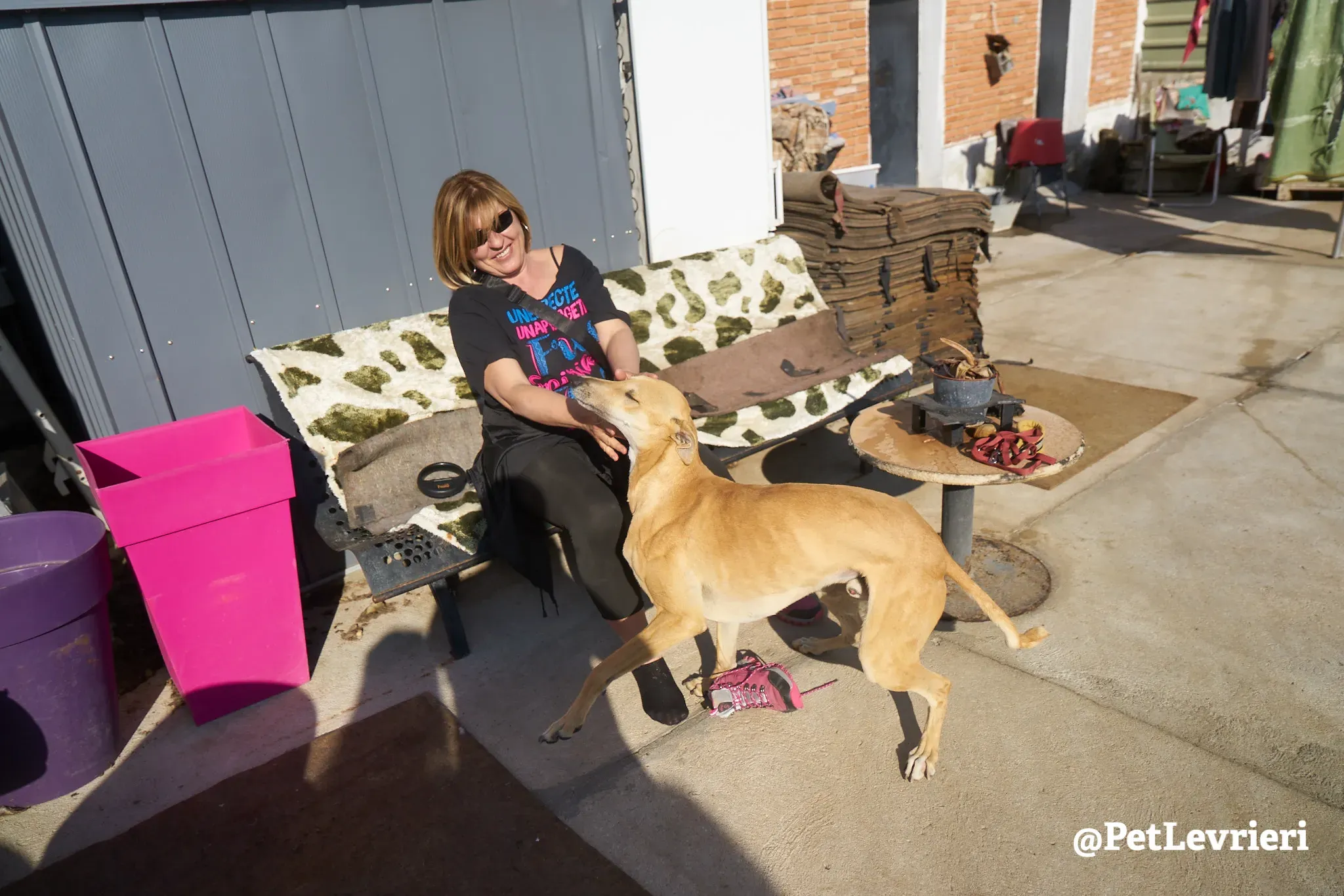 Solomon adozione levrieri galgo 3