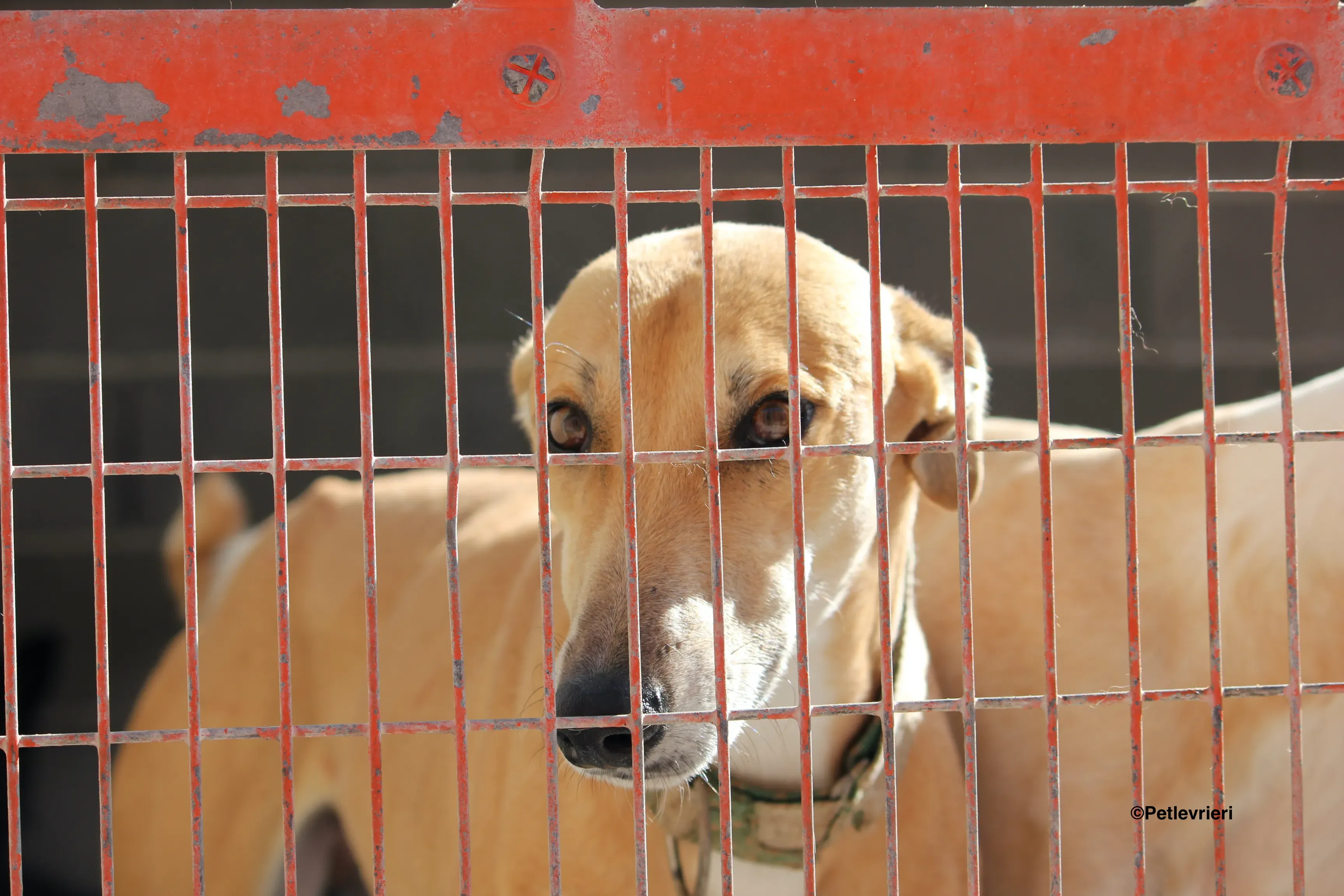 Solomon adozione levrieri galgo 30