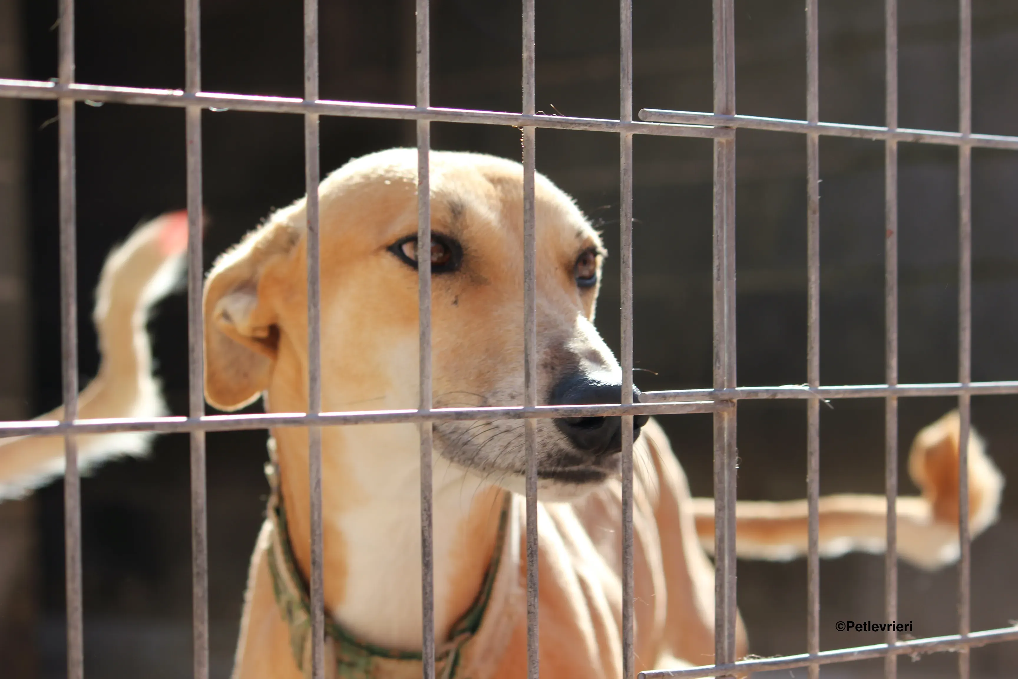 Solomon adozione levrieri galgo 31