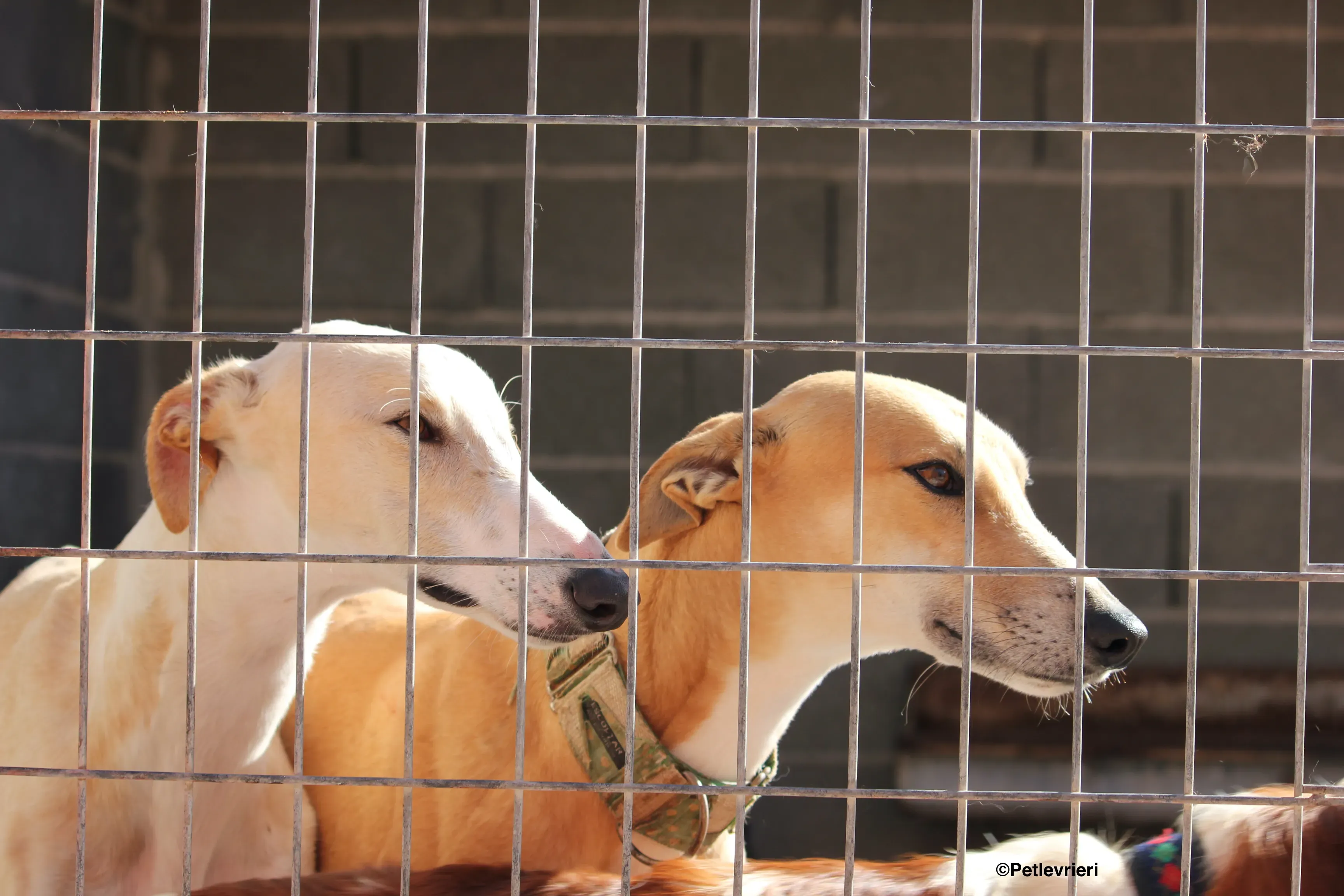 Solomon adozione levrieri galgo 32