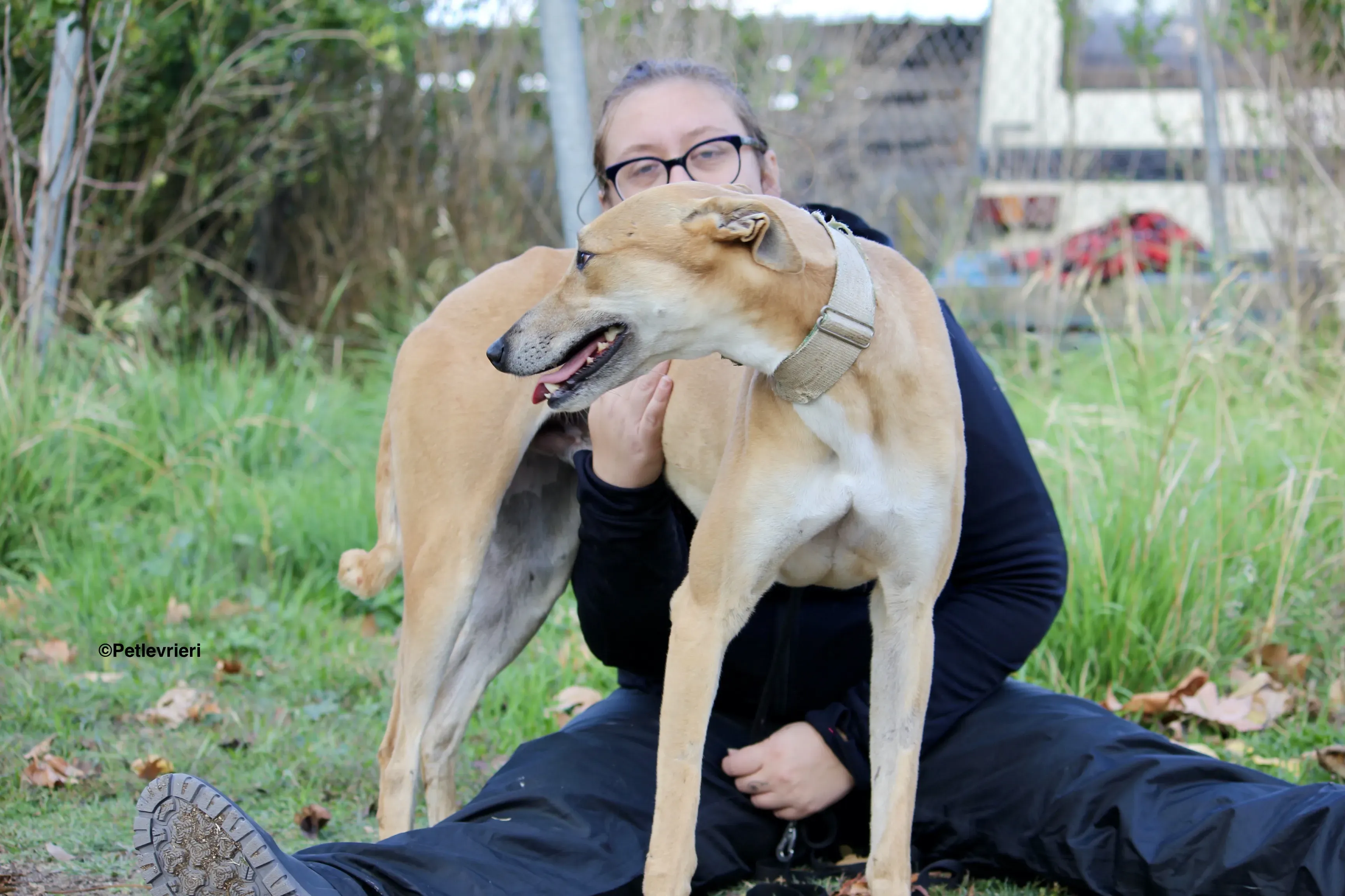 Solomon adozione levrieri galgo 33