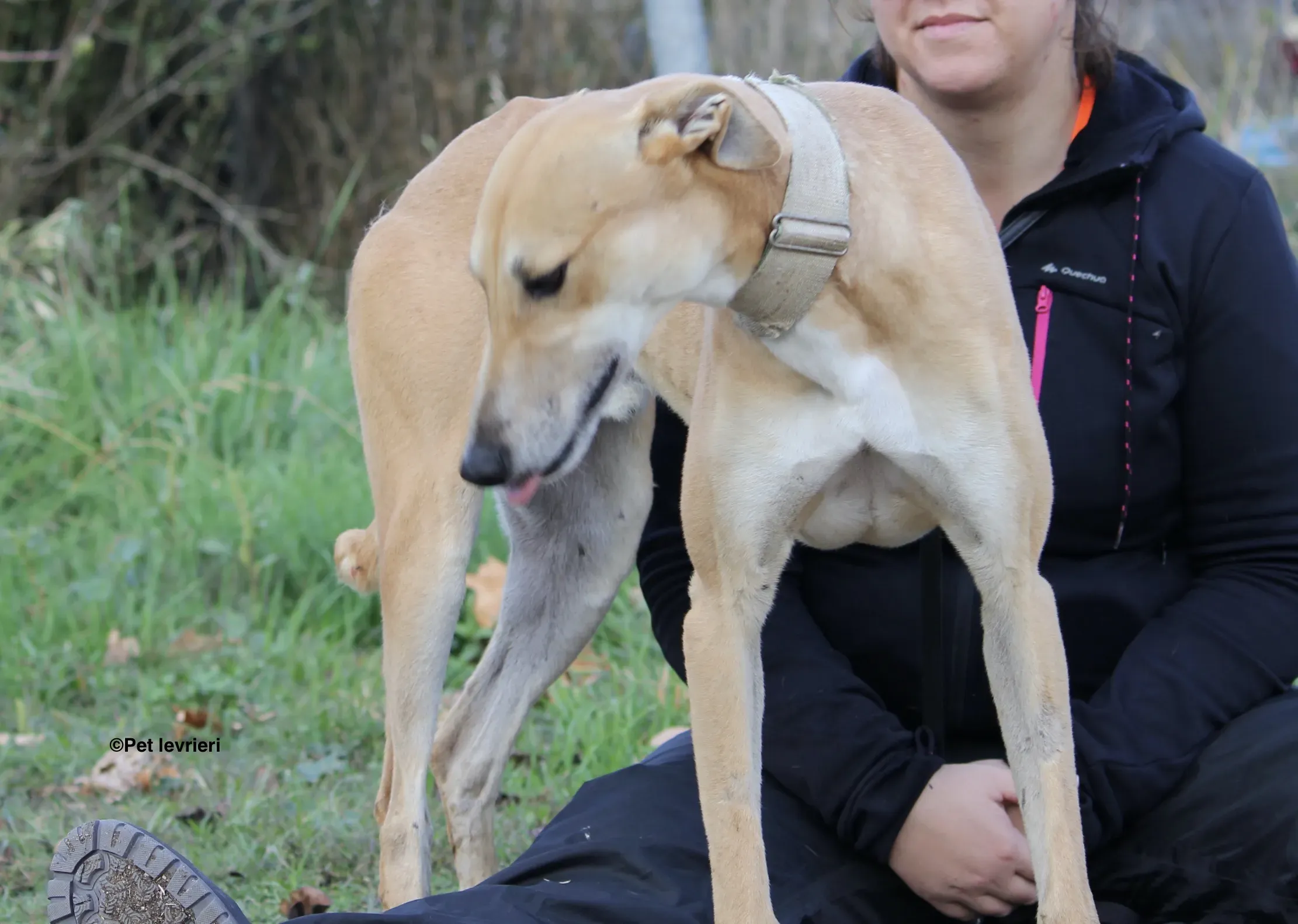 Solomon adozione levrieri galgo 34