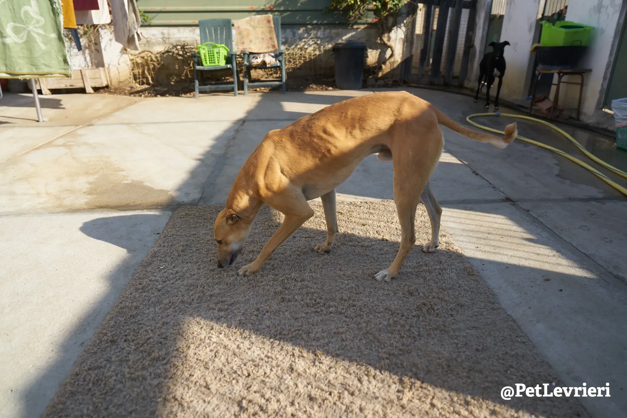 Solomon adozione levrieri galgo 4