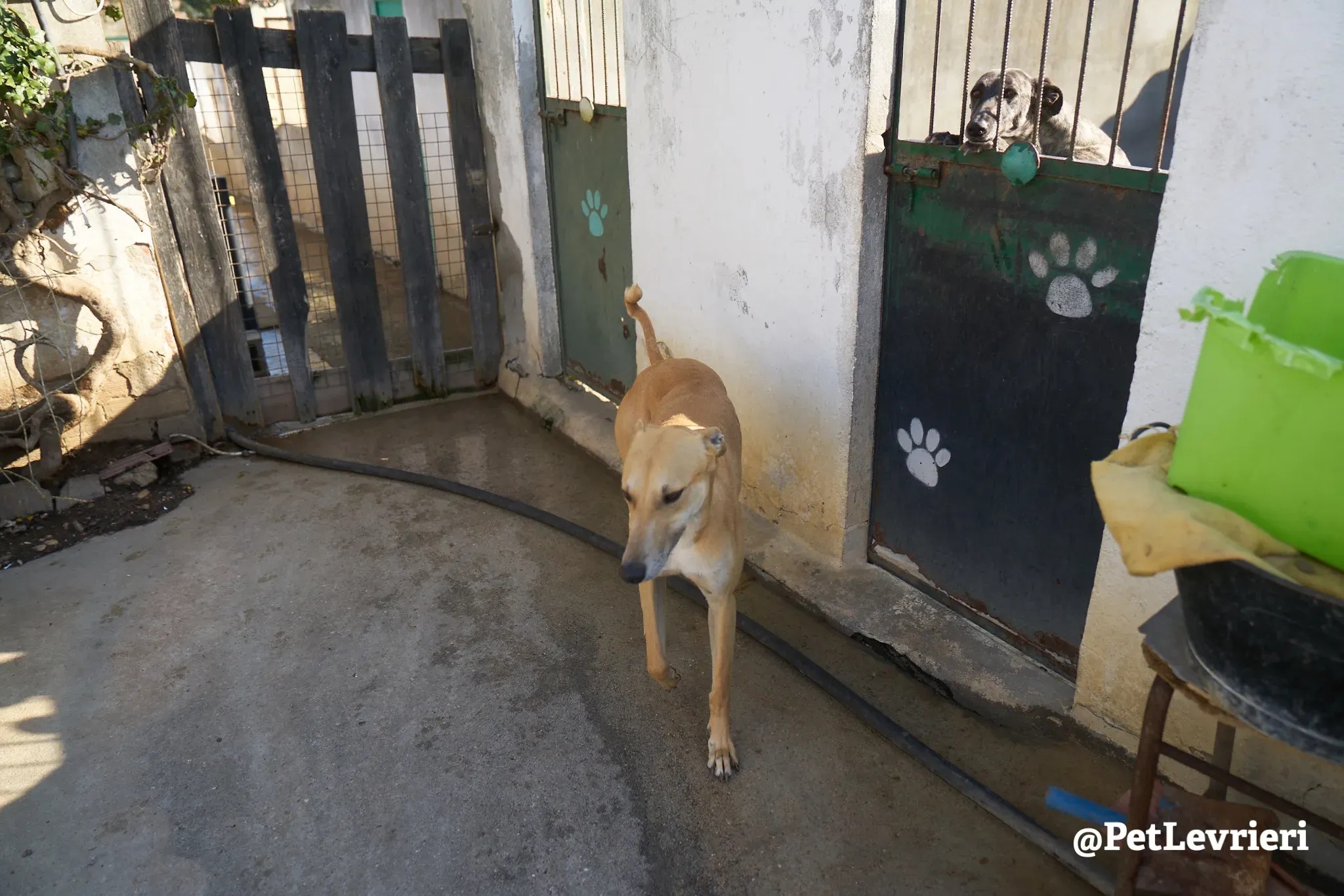 Solomon adozione levrieri galgo 5