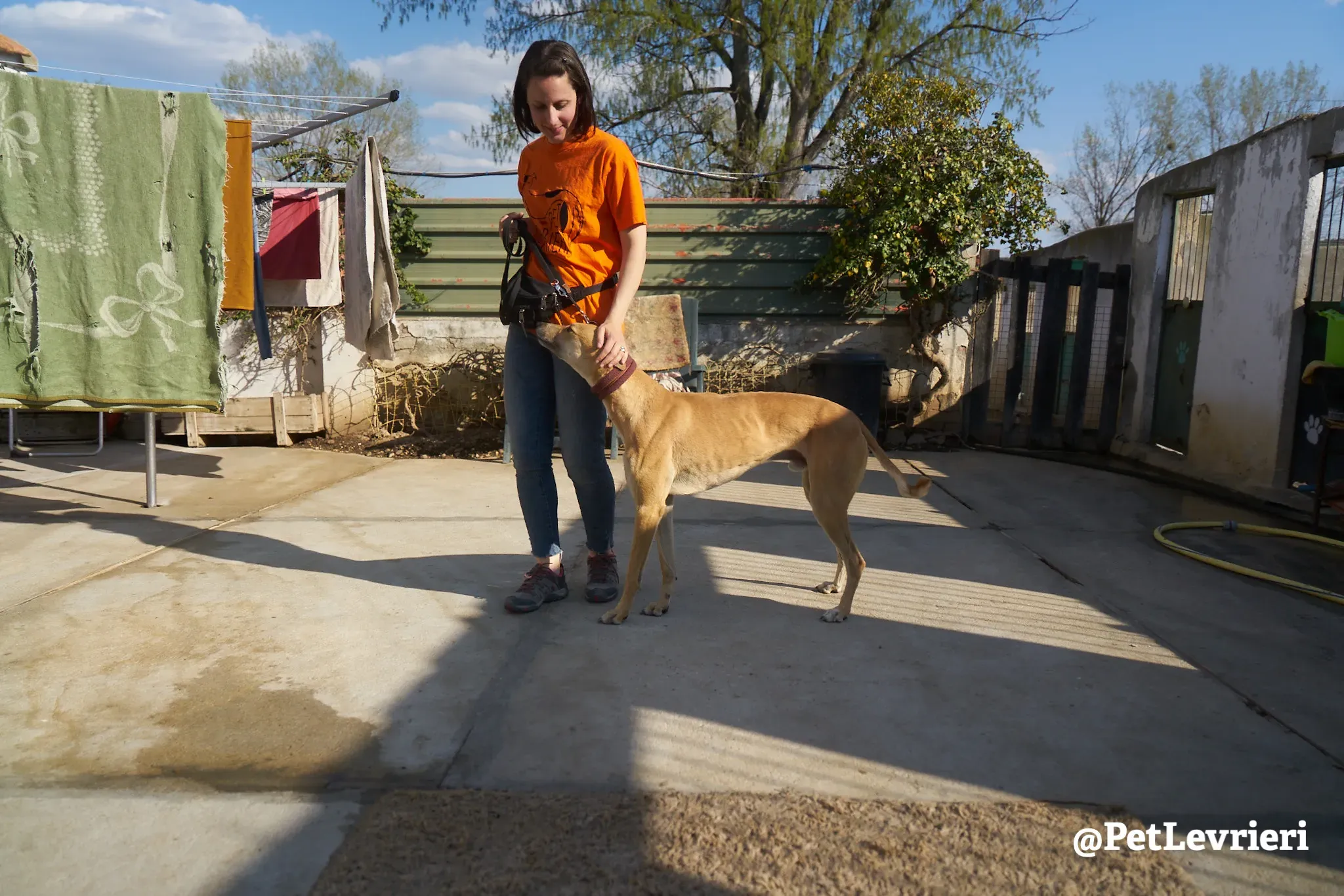 Solomon adozione levrieri galgo 6