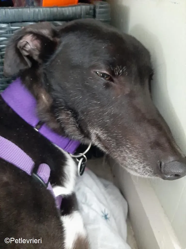 Soltano adozione levrieri greyhound 1