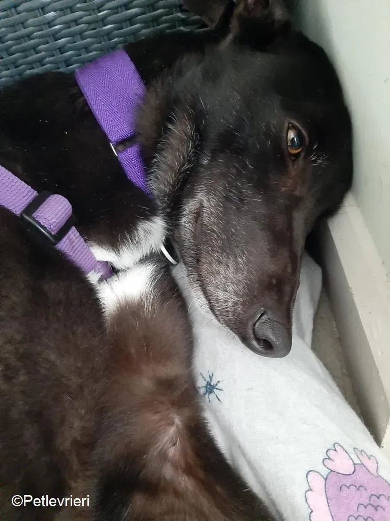 Soltano adozione levrieri greyhound 2