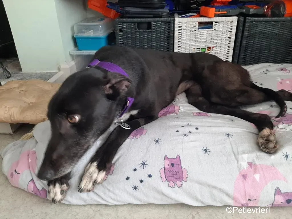 Soltano adozione levrieri greyhound 3