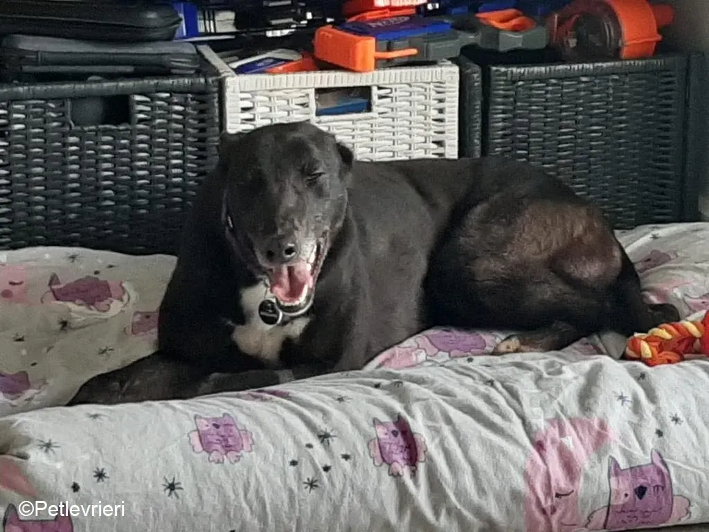 Soltano adozione levrieri greyhound 4