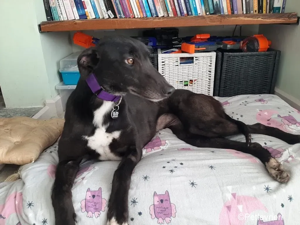 Soltano adozione levrieri greyhound 5