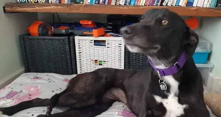 Soltano adozione levrieri greyhound 6 1 e1616316875321