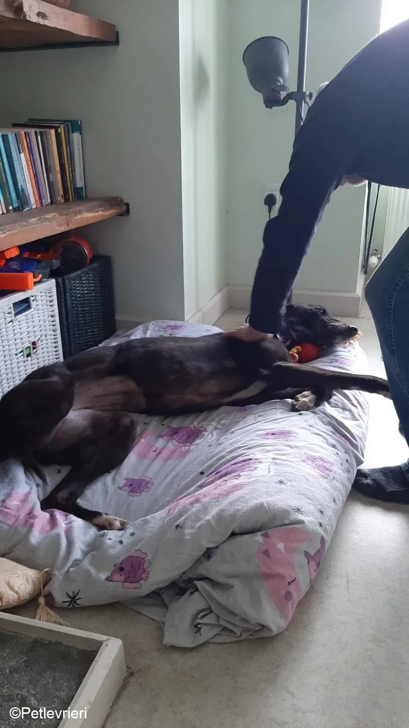 Soltano adozione levrieri greyhound 7