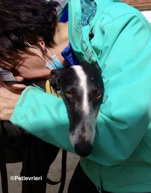 Sombra adozione levrieri galgo 01