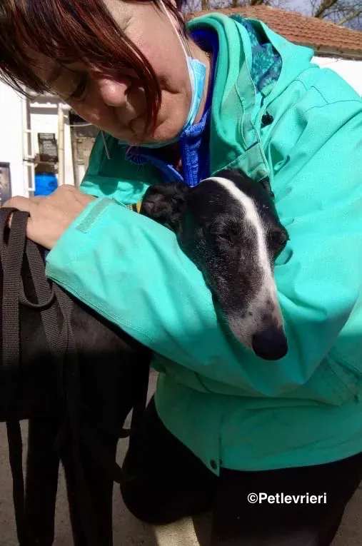 Sombra adozione levrieri galgo 02