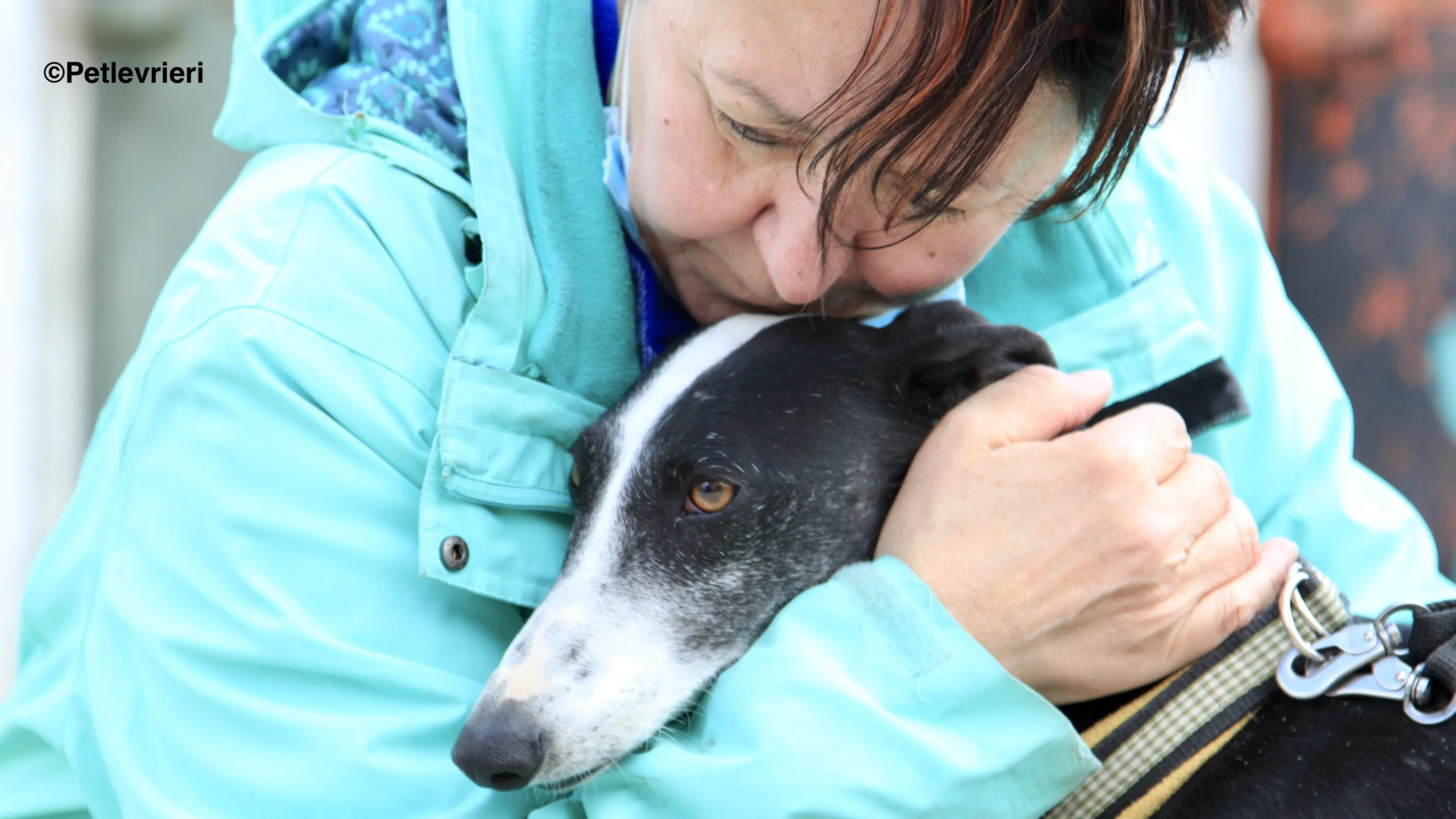 Sombra adozione levrieri galgo 03