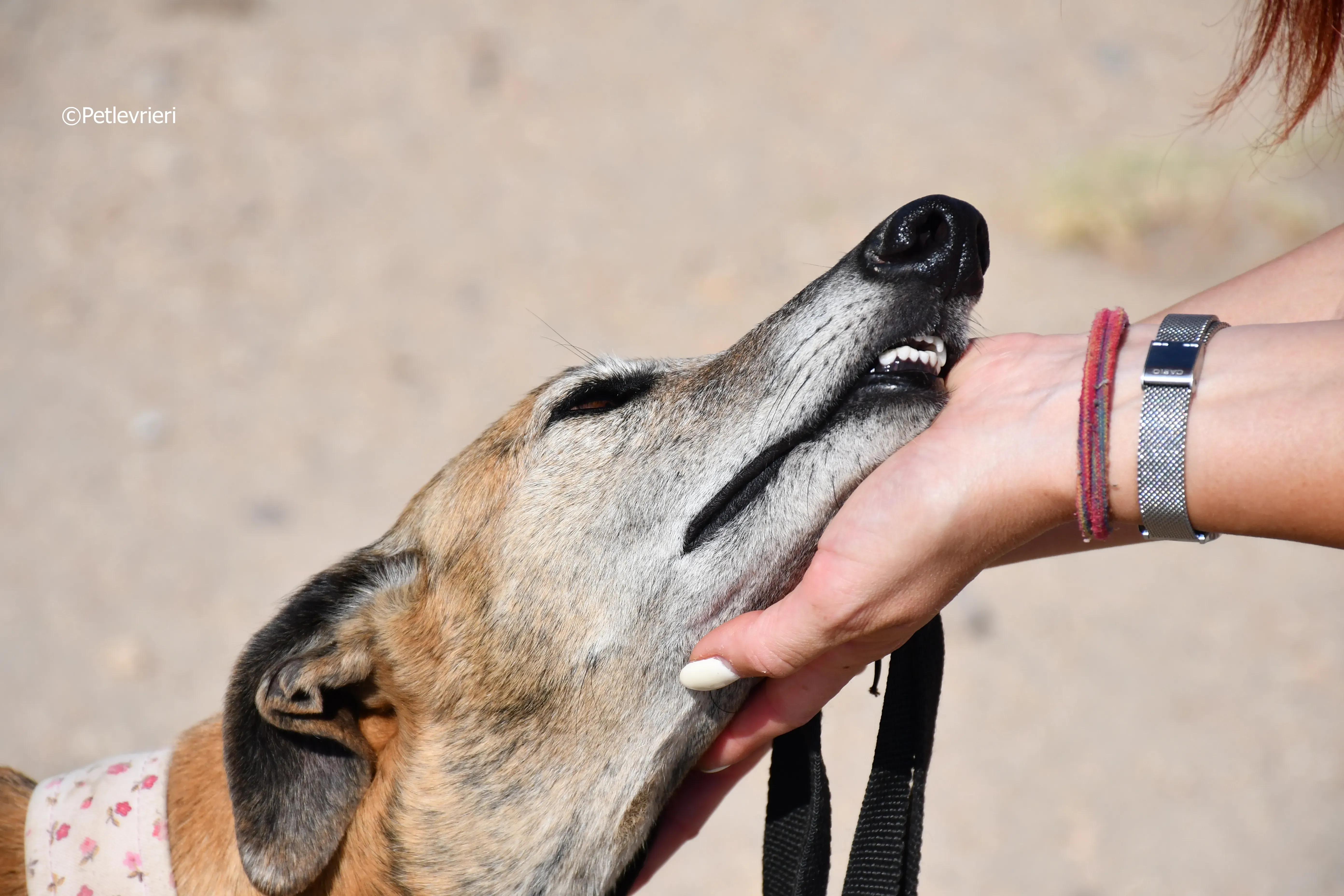 Sonaja adozione levrieri galgo 15