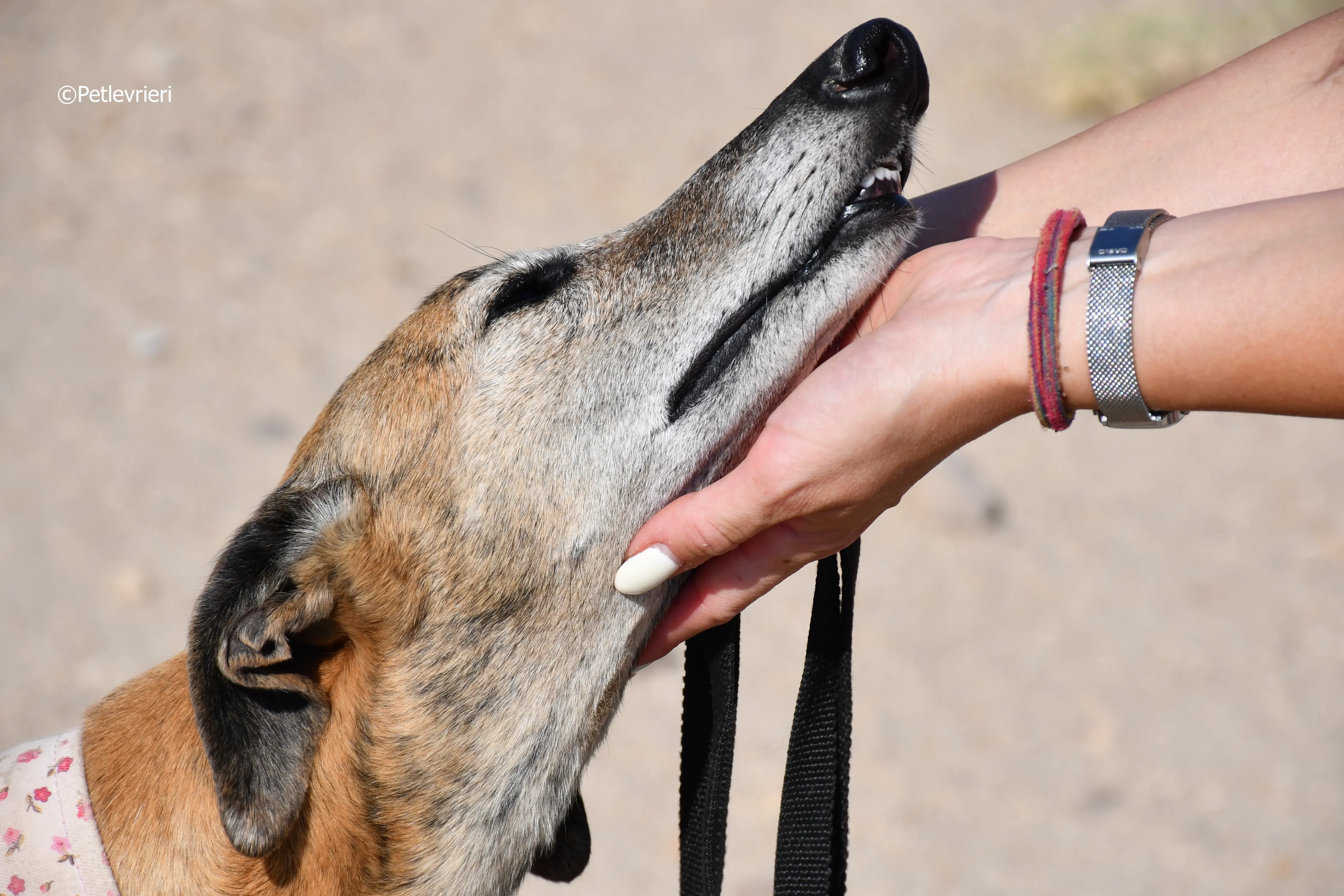 Sonaja adozione levrieri galgo 16