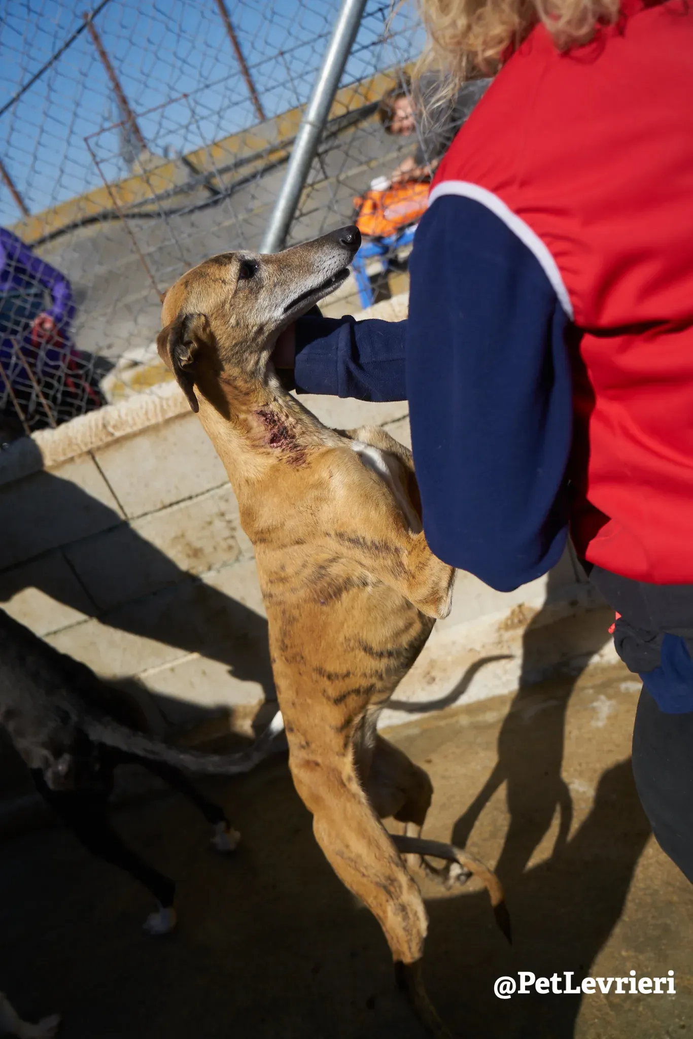 Sonaja adozione levrieri galgo 17