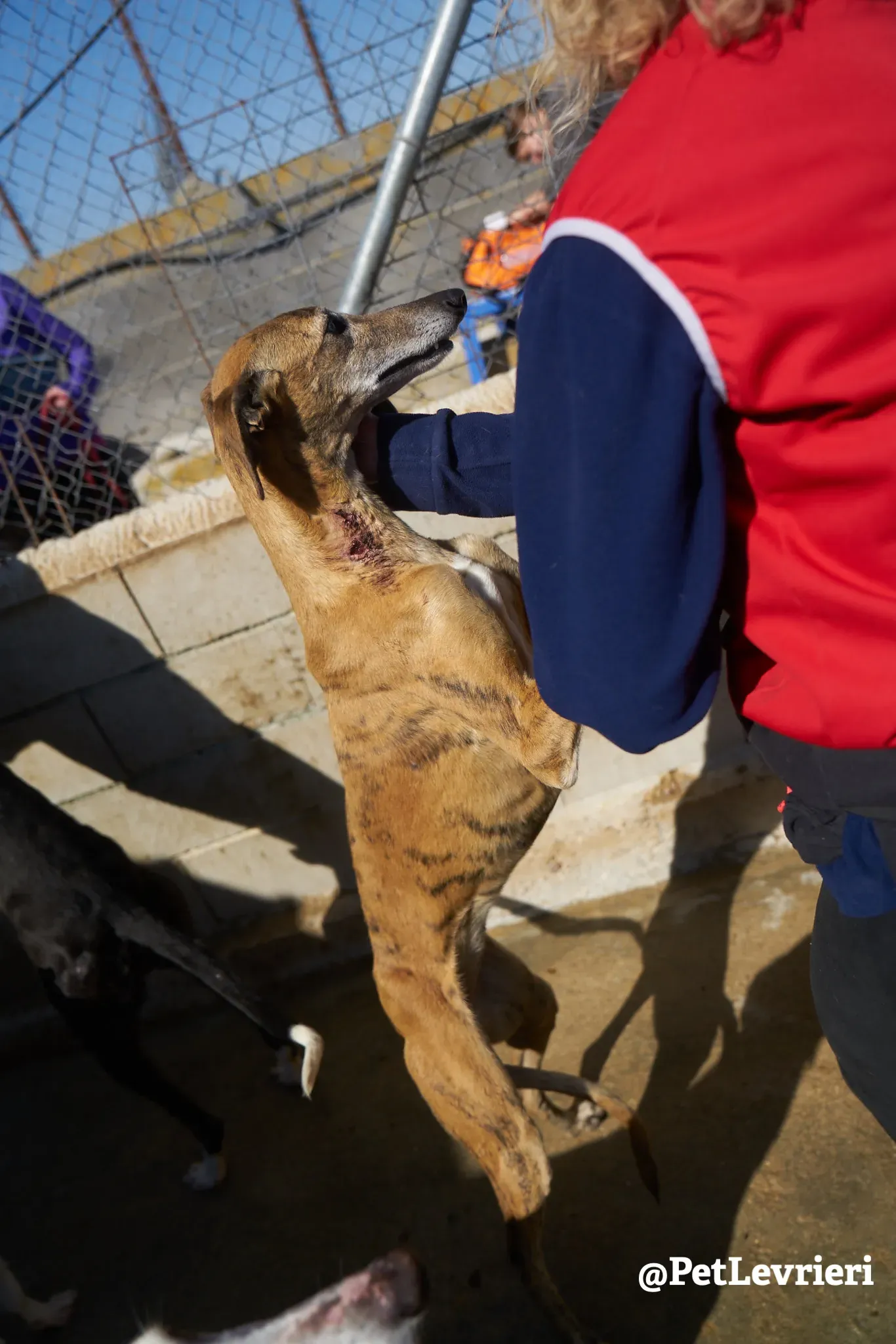 Sonaja adozione levrieri galgo 18