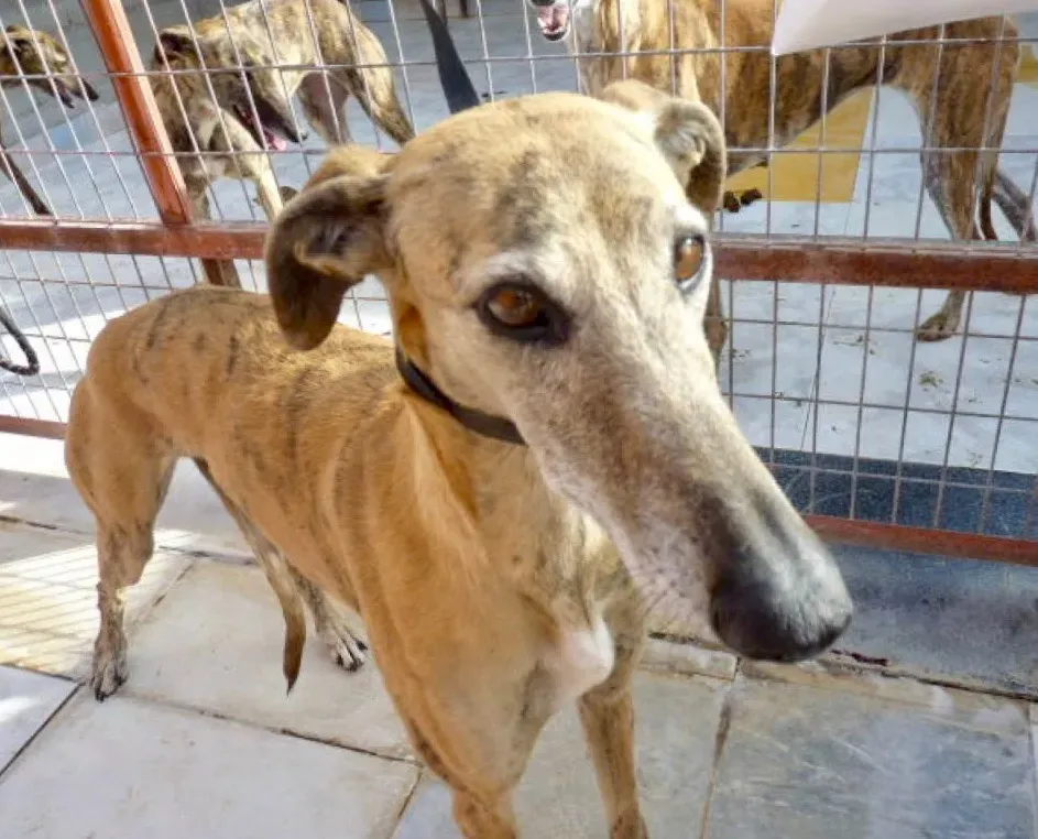 Sonaja adozione levrieri galgo 19