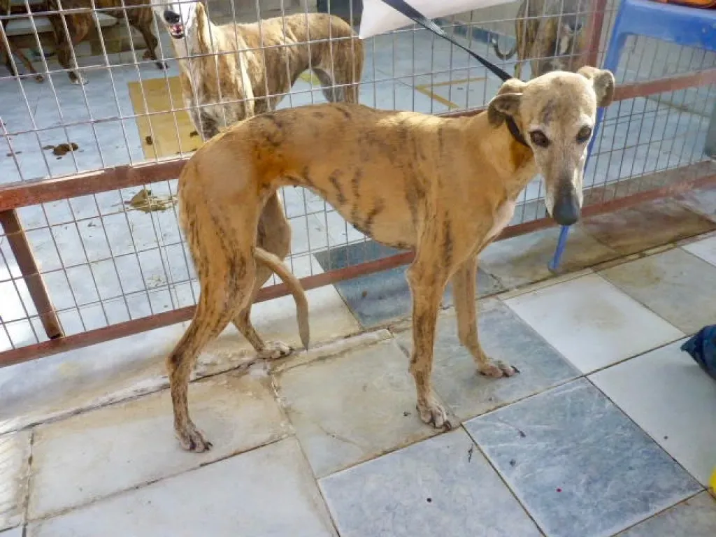 Sonaja adozione levrieri galgo 20
