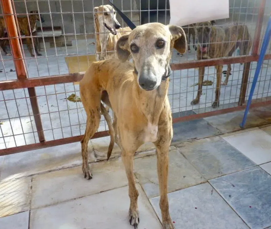 Sonaja adozione levrieri galgo 21