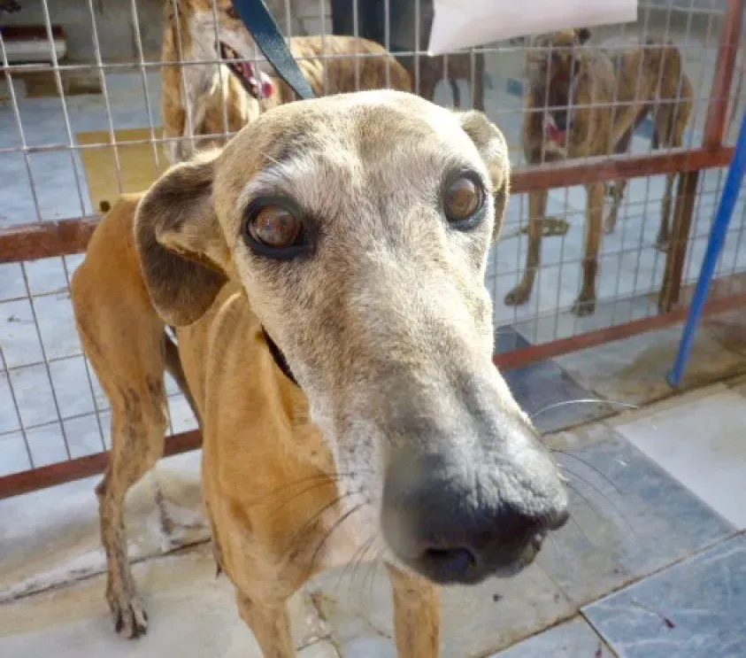 Sonaja adozione levrieri galgo 22