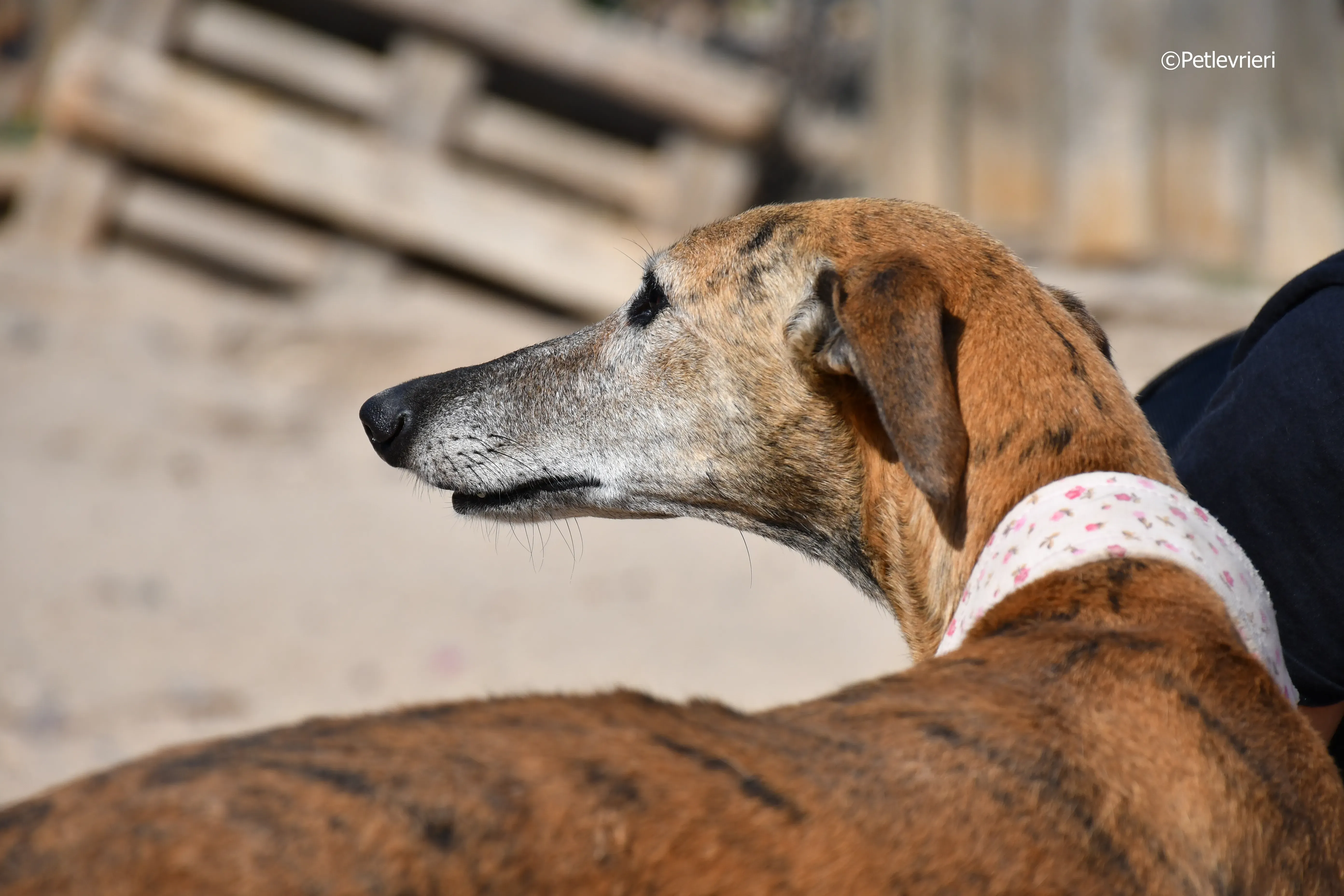 Sonaja adozione levrieri galgo 4