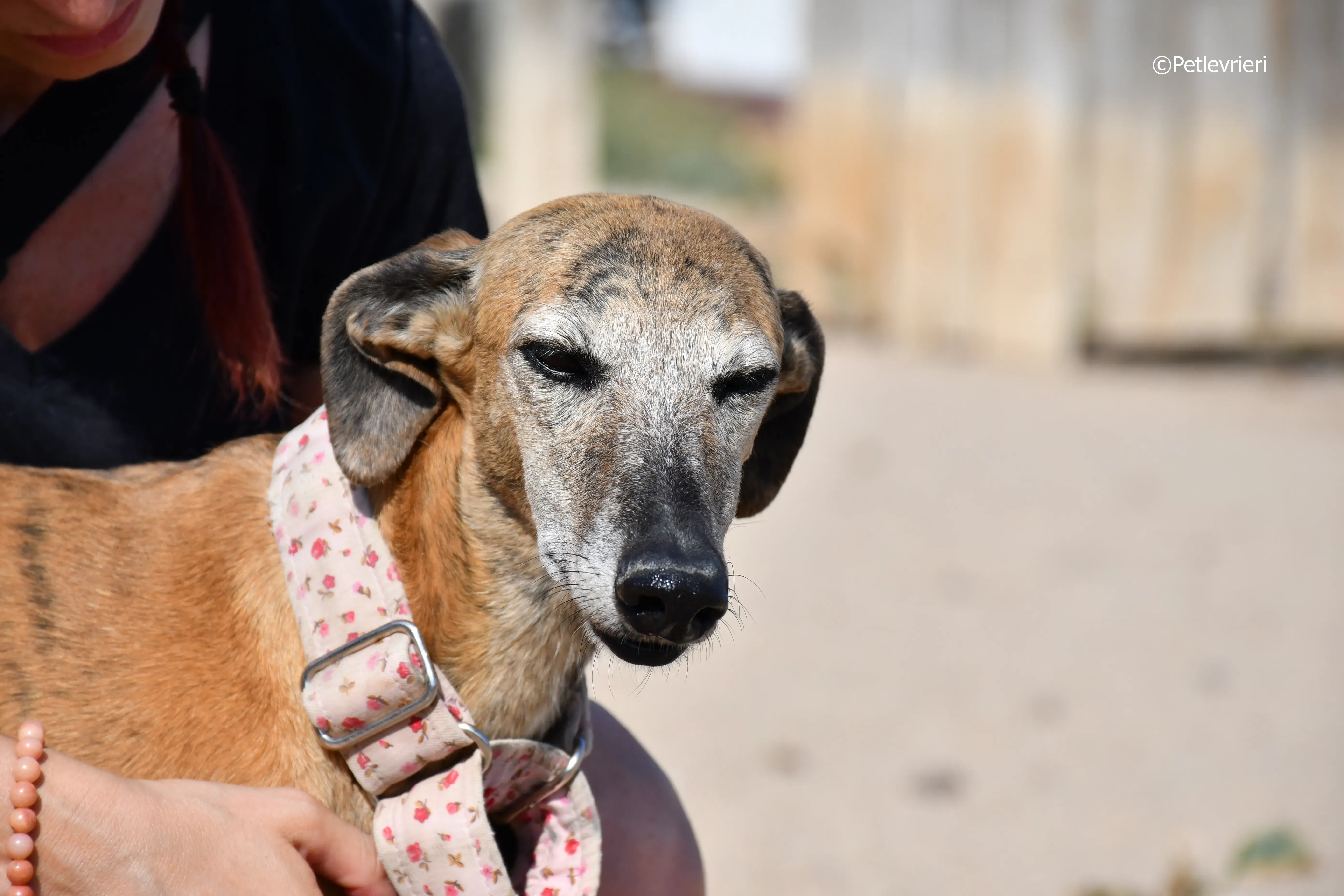 Sonaja adozione levrieri galgo 5