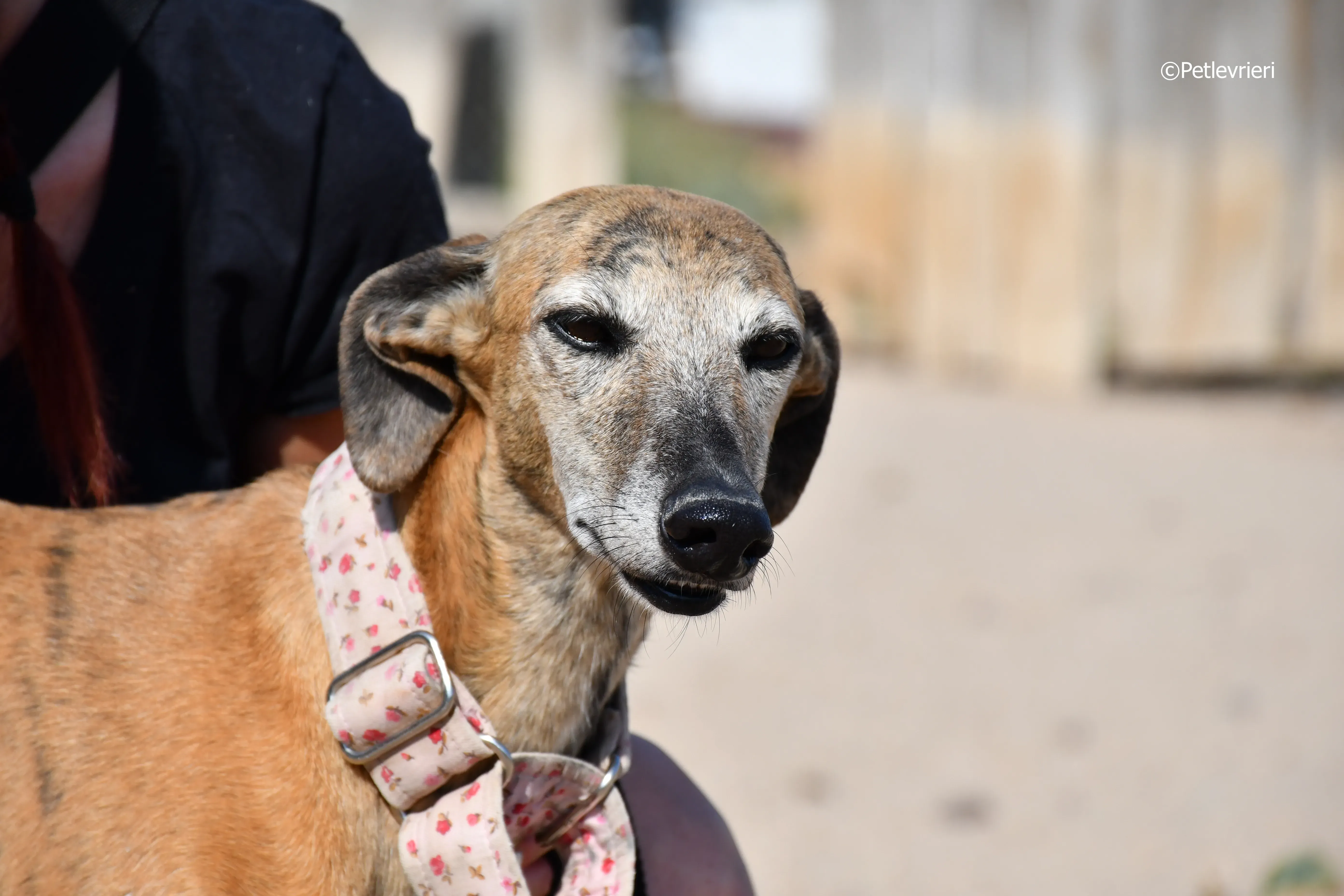 Sonaja adozione levrieri galgo 7