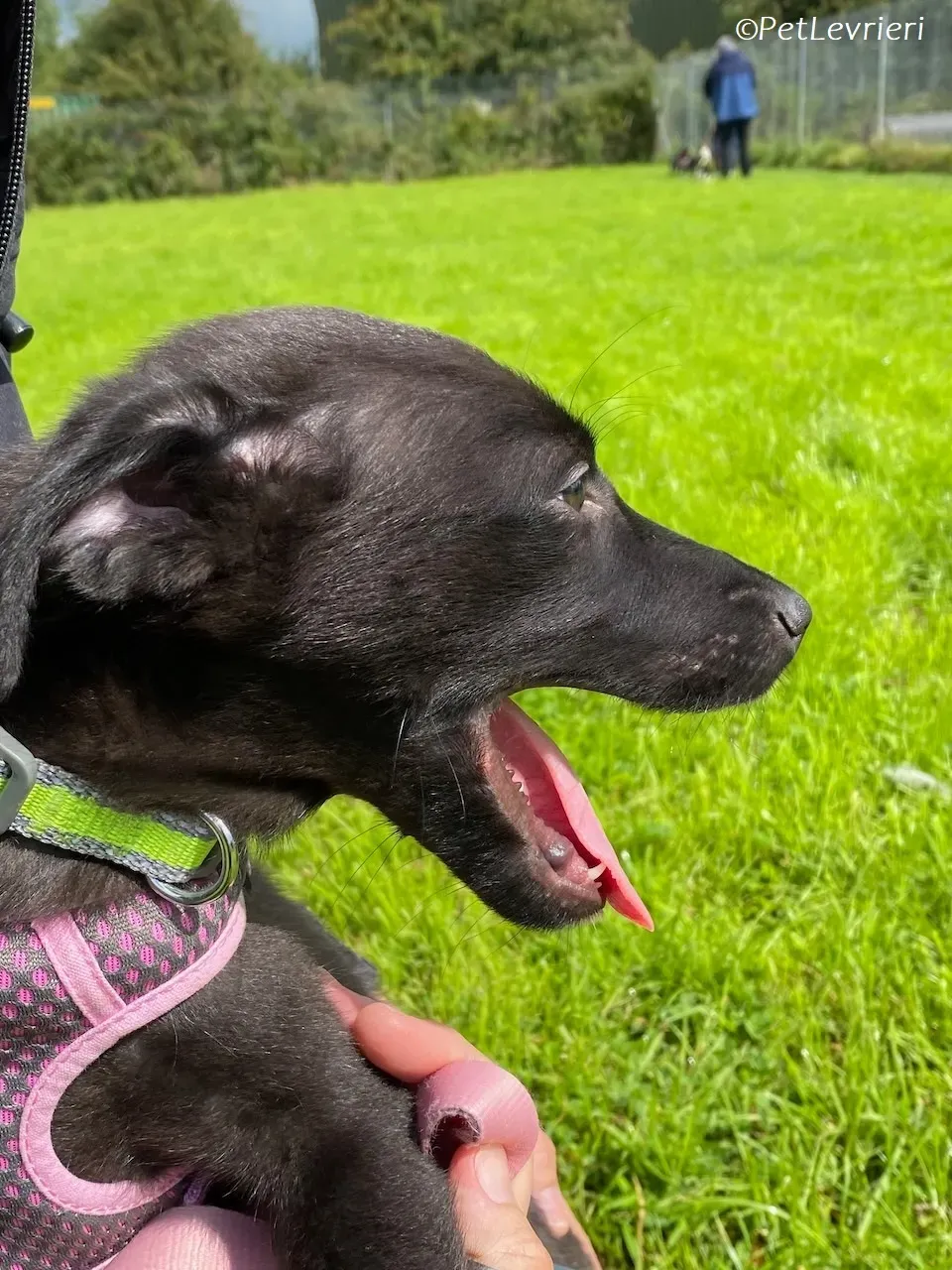 Sophia adozione levrieri greyhound 1 1