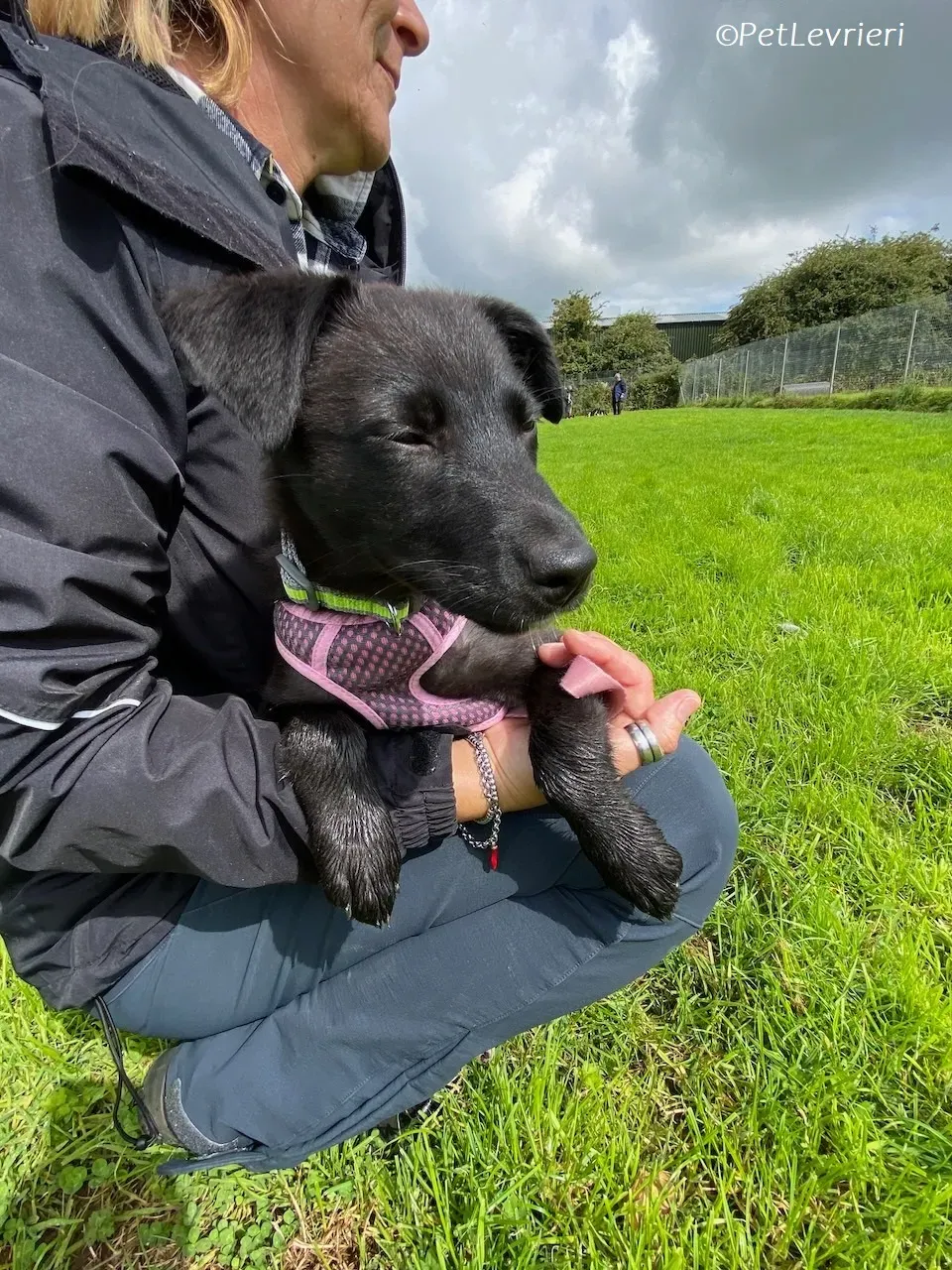 Sophia adozione levrieri greyhound 10