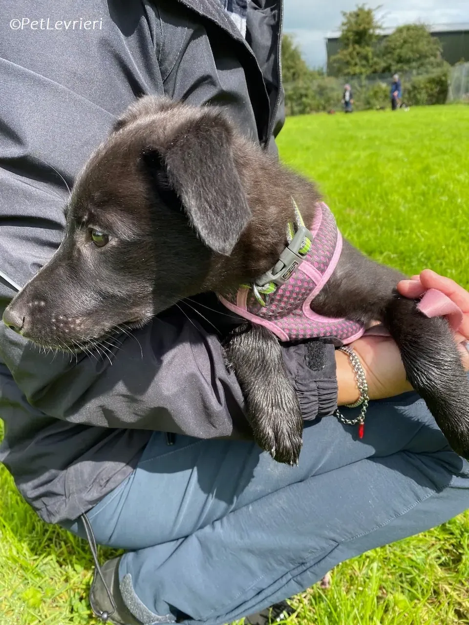 Sophia adozione levrieri greyhound 11