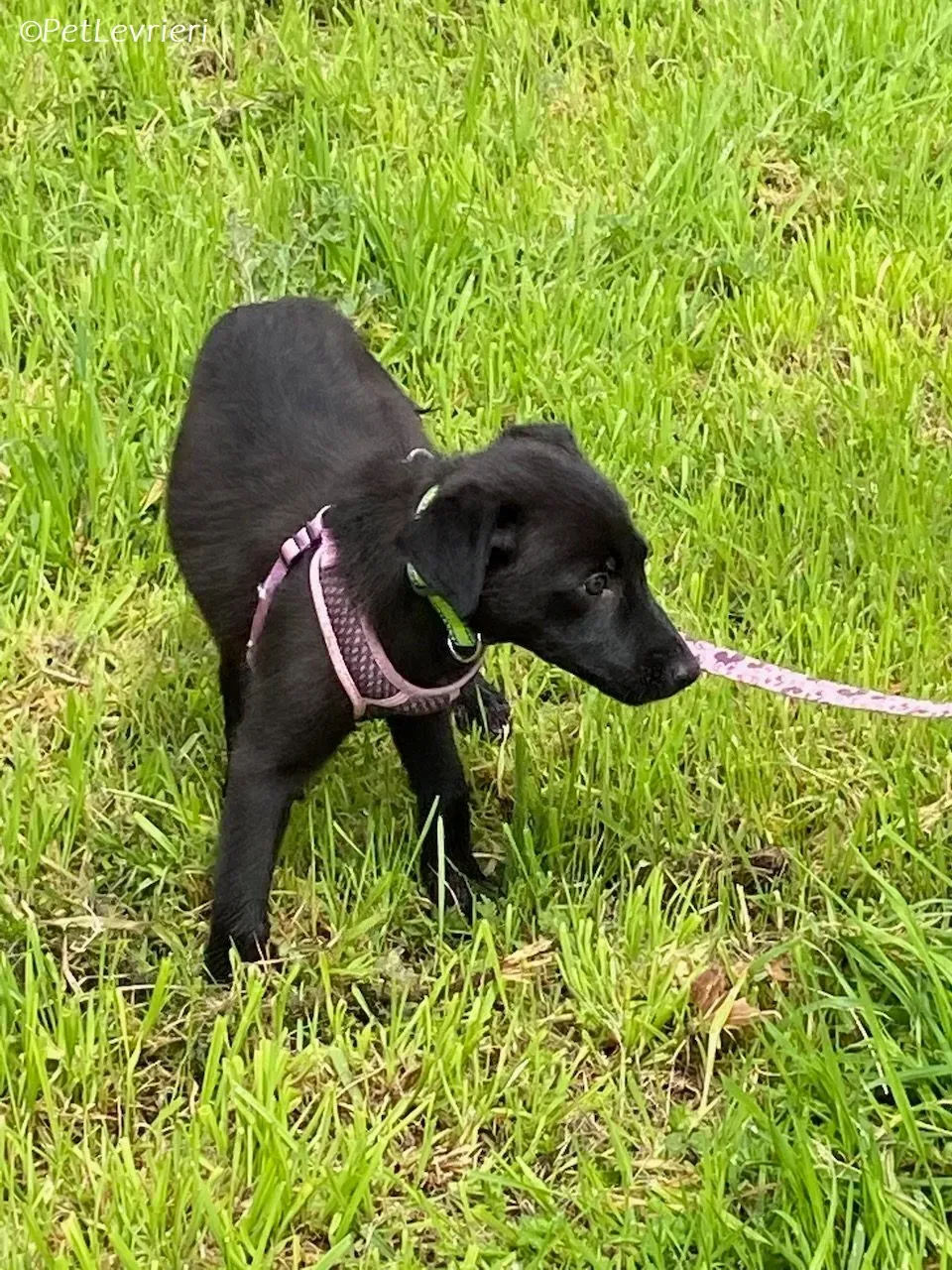 Sophia adozione levrieri greyhound 12