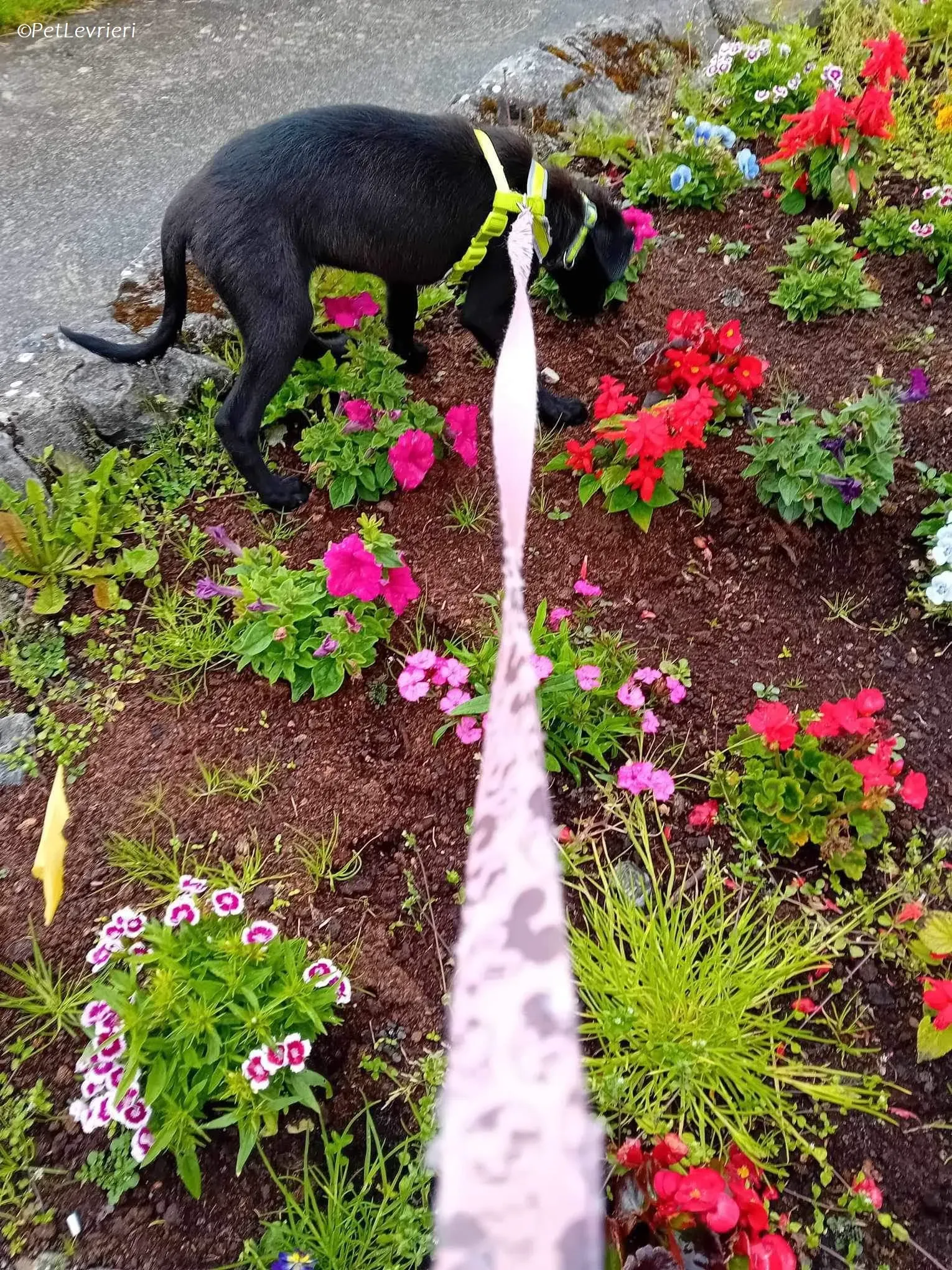 Sophia adozione levrieri greyhound 14