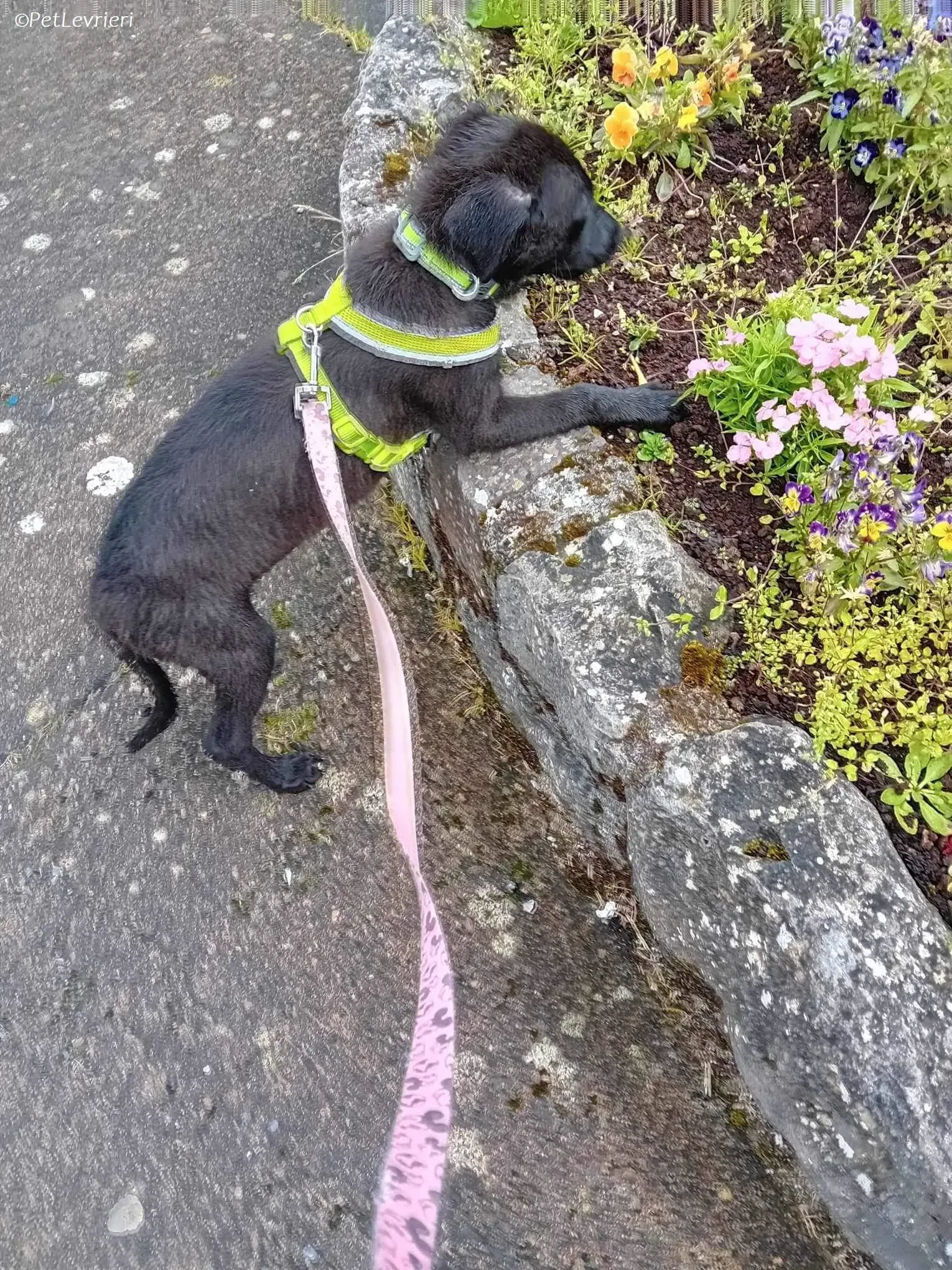 Sophia adozione levrieri greyhound 15