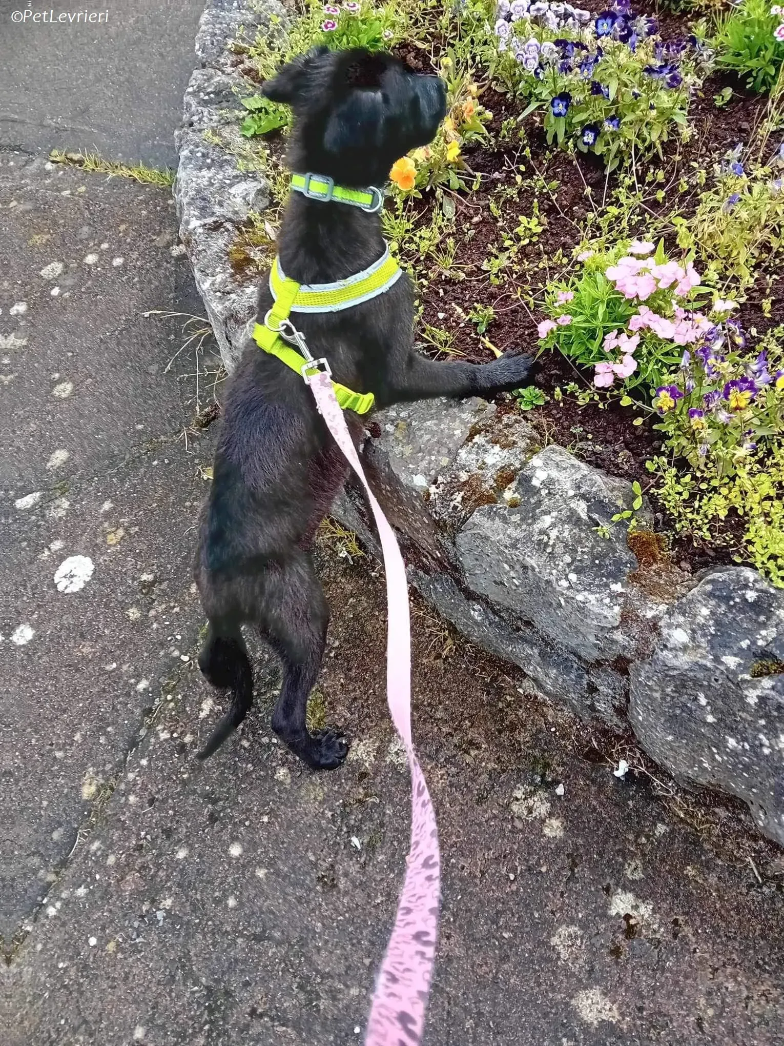 Sophia adozione levrieri greyhound 16