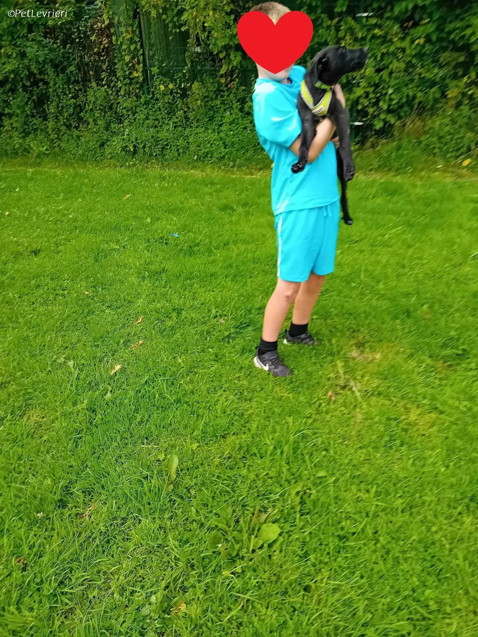 Sophia adozione levrieri greyhound 17