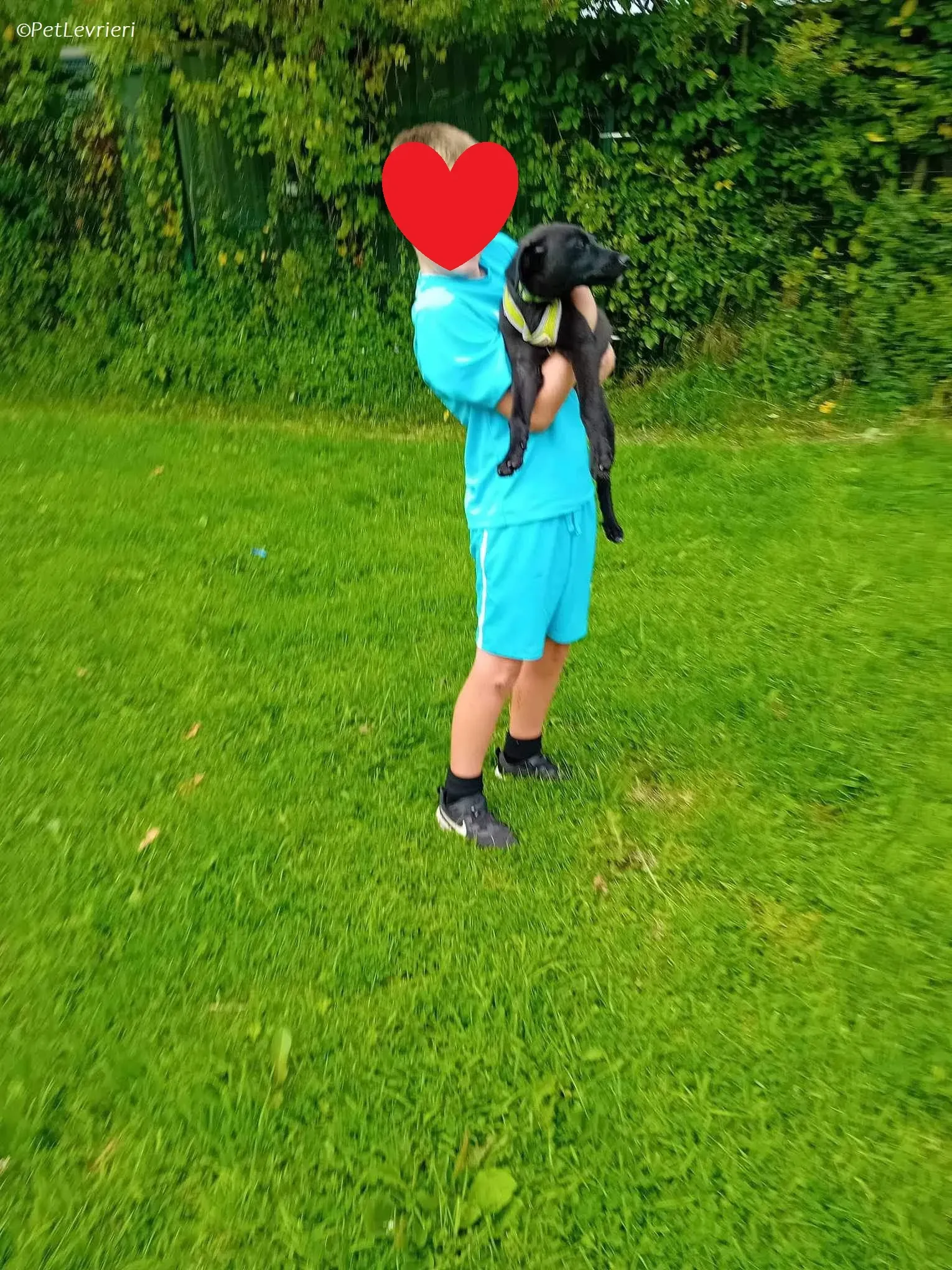 Sophia adozione levrieri greyhound 18