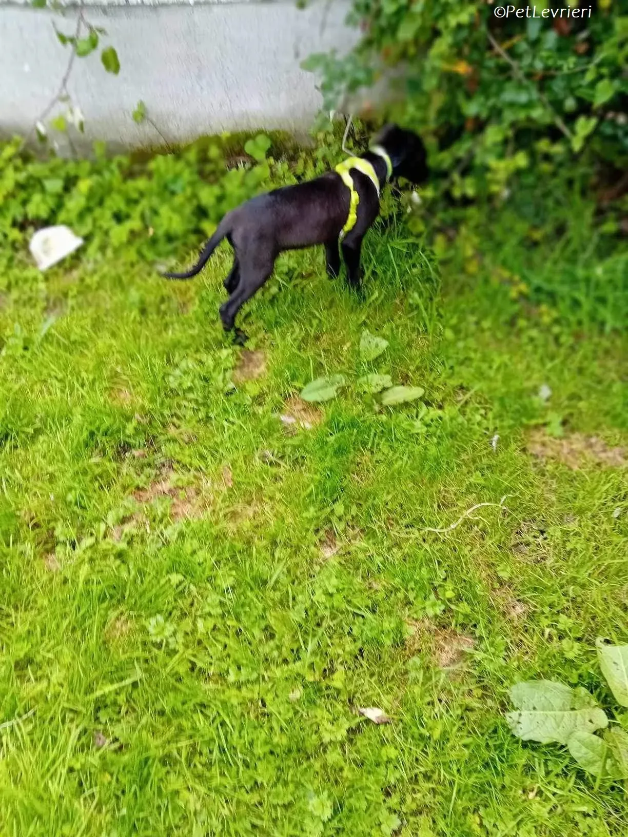 Sophia adozione levrieri greyhound 19