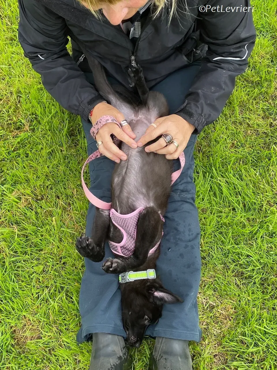 Sophia adozione levrieri greyhound 2 1