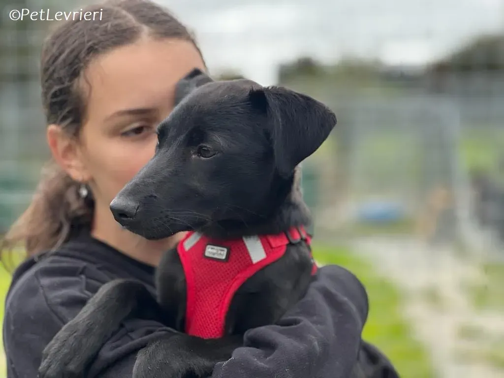 Sophia adozione levrieri greyhound 20